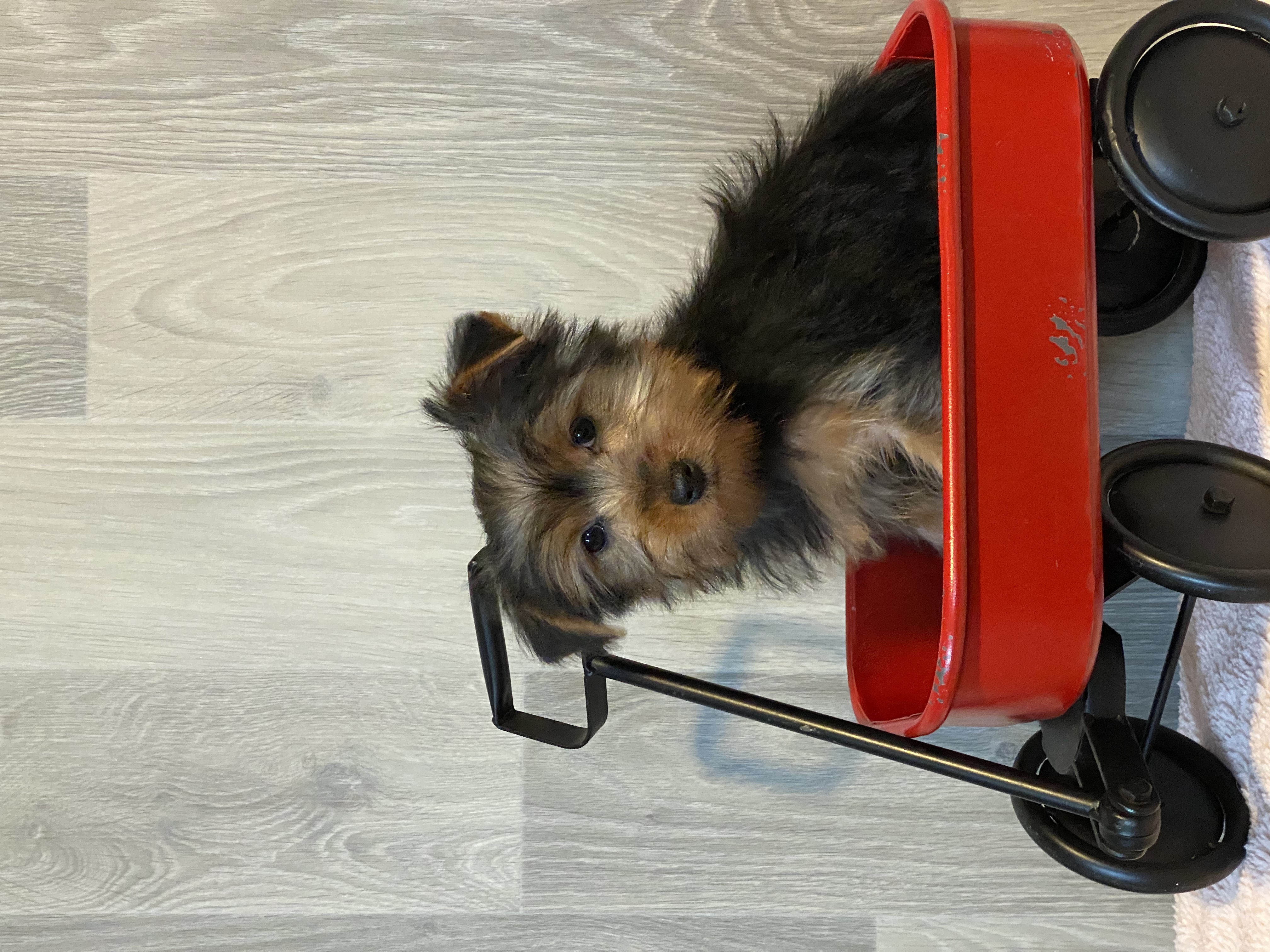 puppy, for, sale, Yorkshire Terrier, Curtis  Martin, dog, breeder, Seneca Falls, NY, dog-breeder, puppy-for-sale, forsale, nearby, find, puppyfind, locator, puppylocator, aca