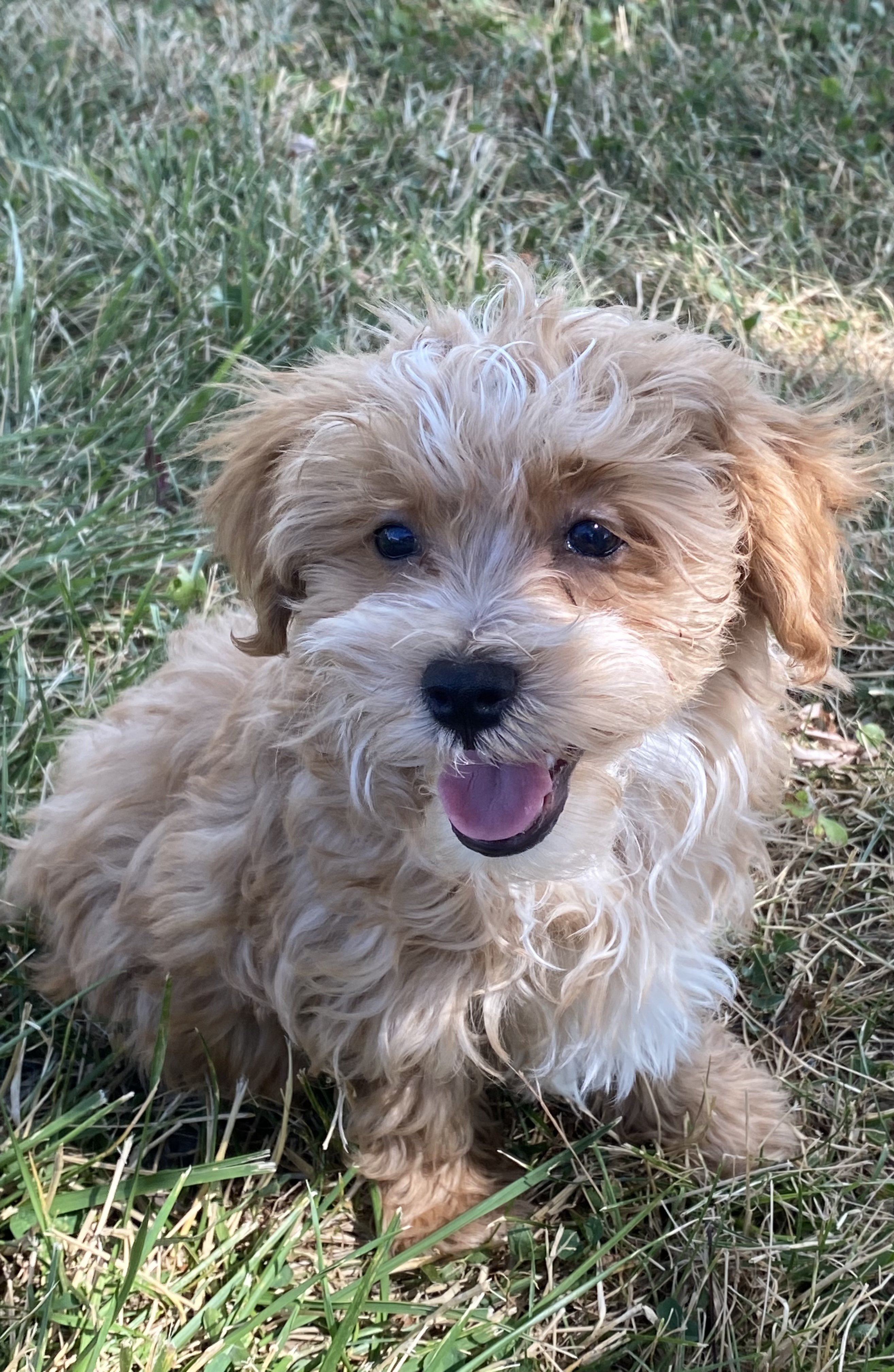 puppy, for, sale, Malti- Poo, Curtis  Martin, dog, breeder, Seneca Falls, NY, dog-breeder, puppy-for-sale, forsale, nearby, find, puppyfind, locator, puppylocator, aca