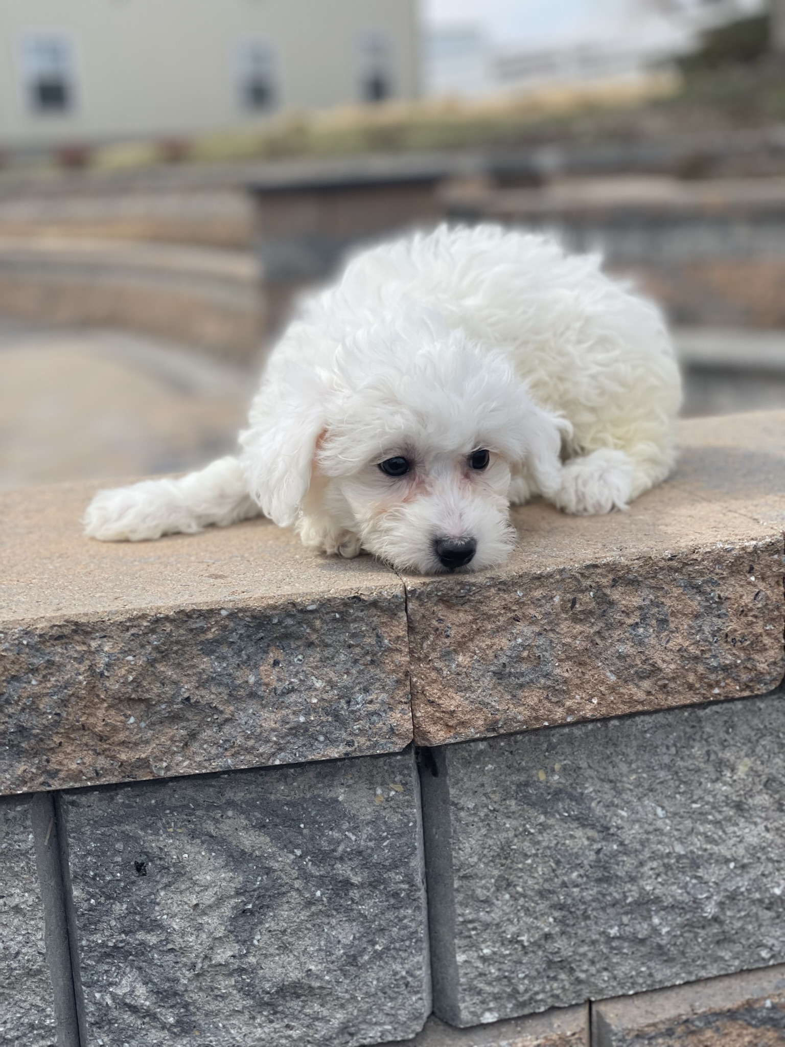 puppy, for, sale, Bichon Frise, Curtis  Martin, dog, breeder, Seneca Falls, NY, dog-breeder, puppy-for-sale, forsale, nearby, find, puppyfind, locator, puppylocator, aca