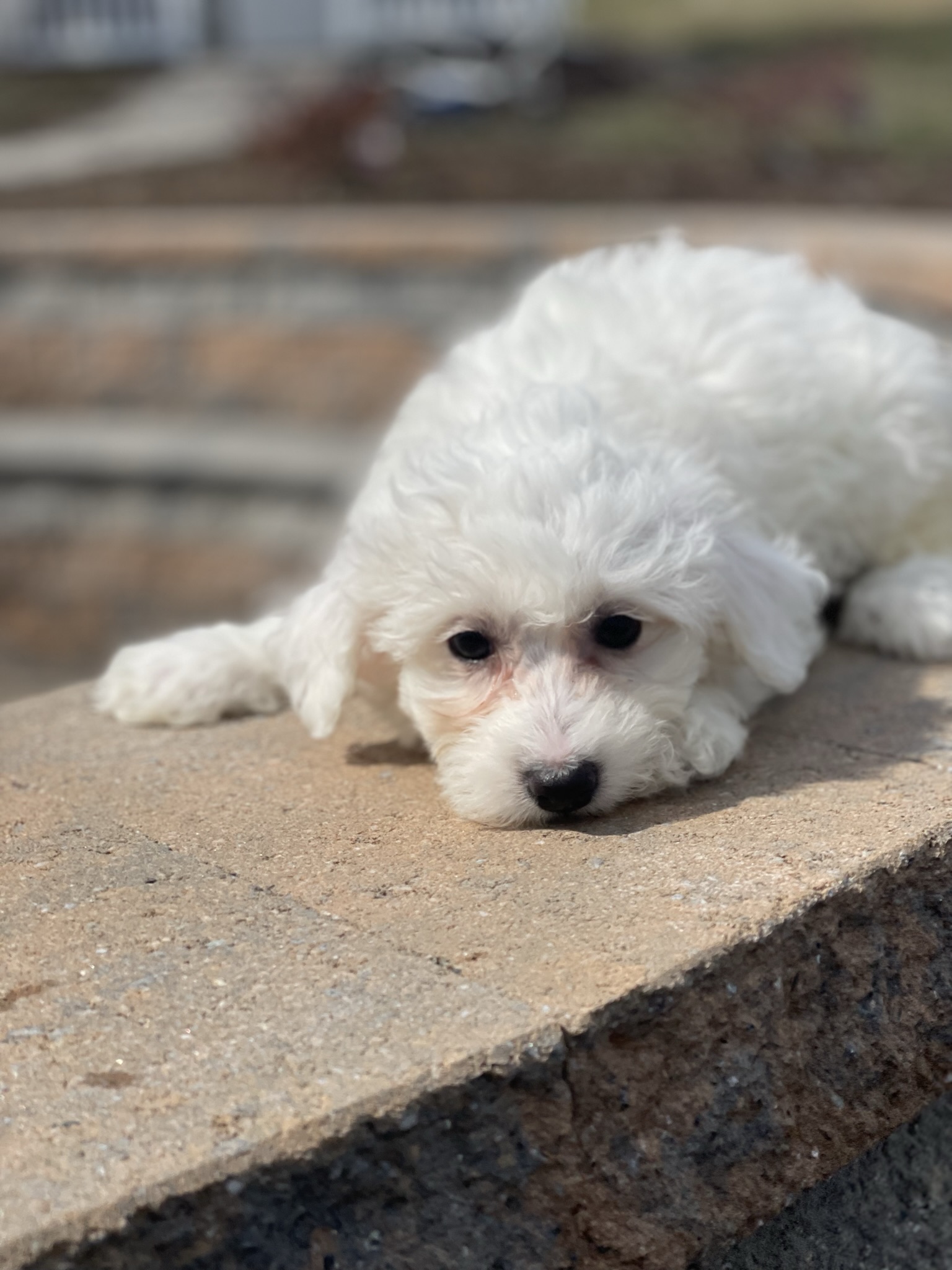 puppy, for, sale, Bichon Frise, Curtis  Martin, dog, breeder, Seneca Falls, NY, dog-breeder, puppy-for-sale, forsale, nearby, find, puppyfind, locator, puppylocator, aca