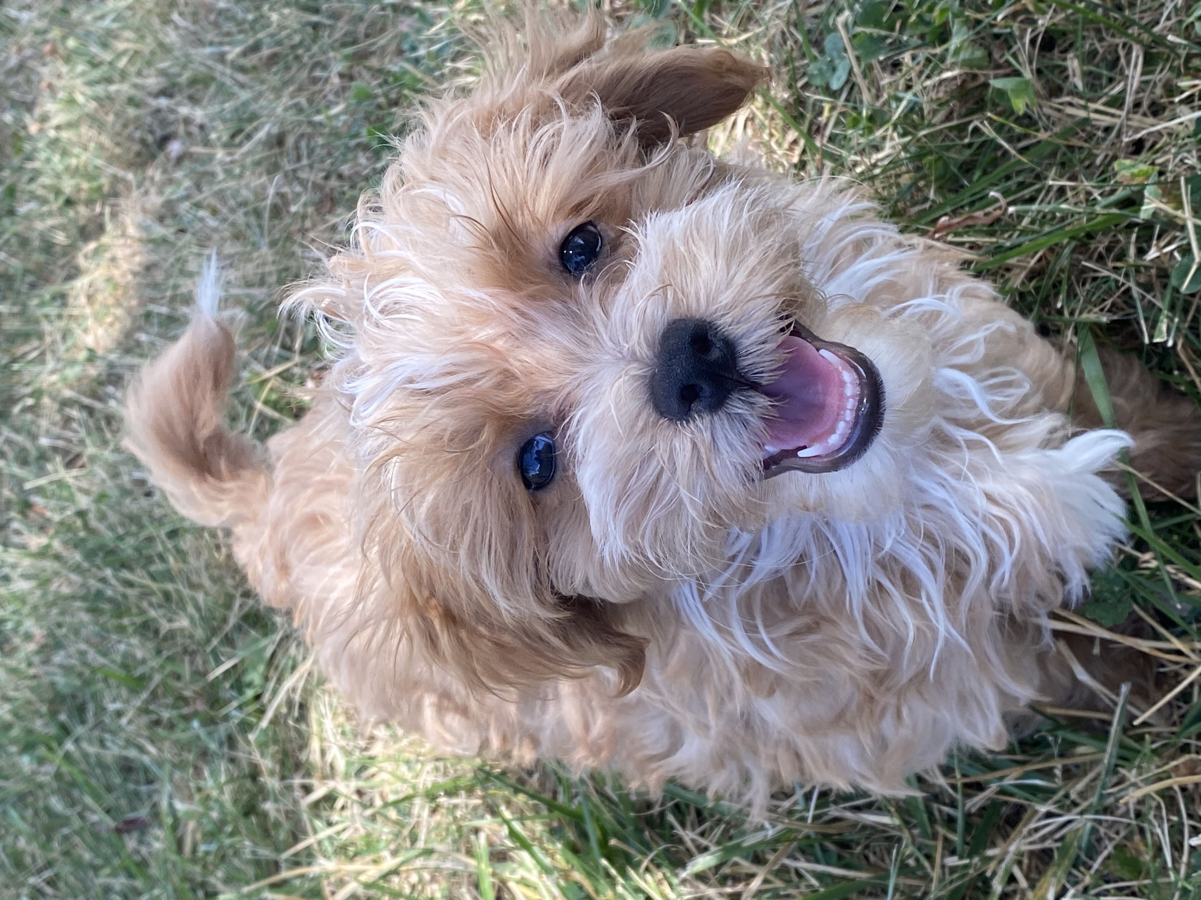 puppy, for, sale, Malti- Poo, Curtis  Martin, dog, breeder, Seneca Falls, NY, dog-breeder, puppy-for-sale, forsale, nearby, find, puppyfind, locator, puppylocator, aca