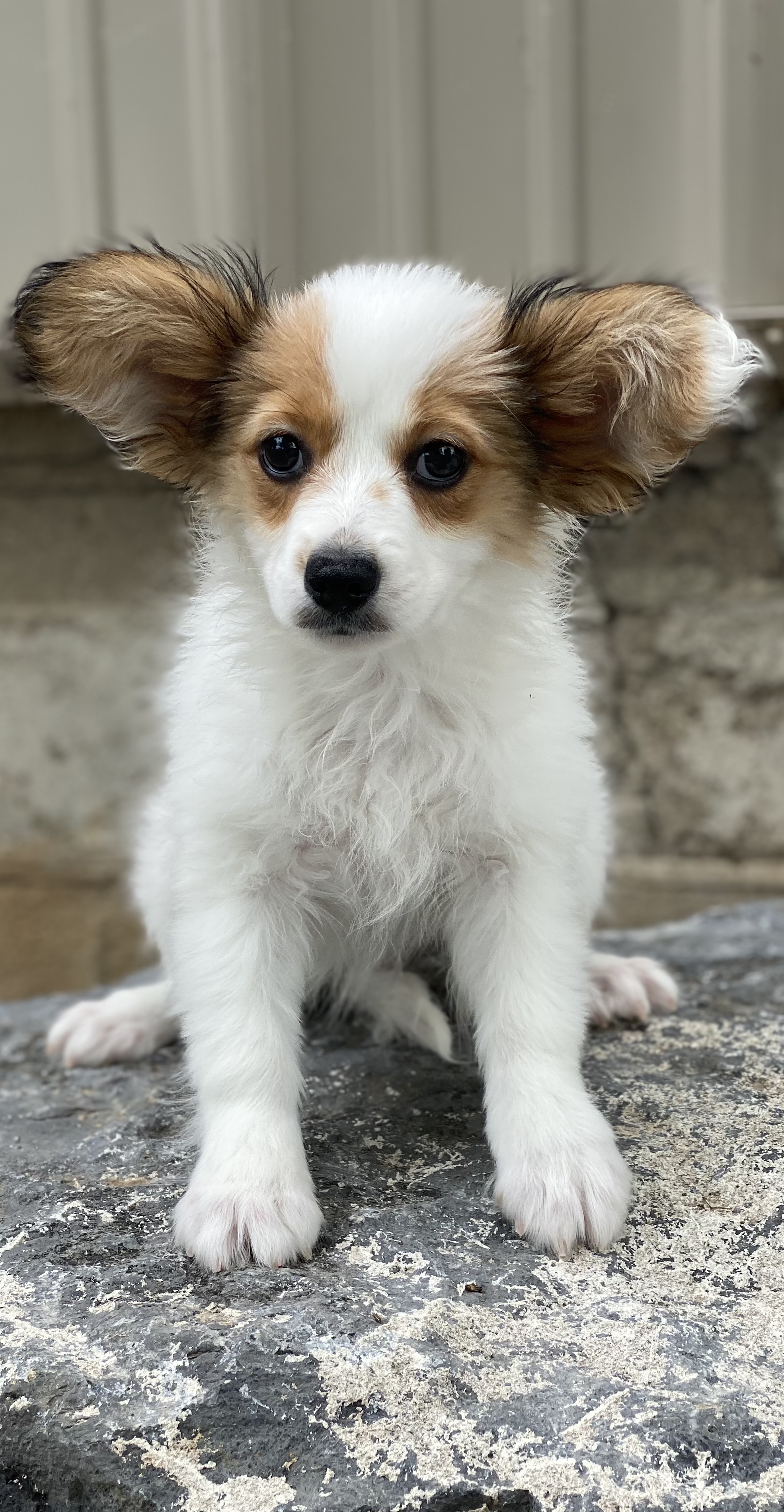 puppy, for, sale, Papillon, Curtis  Martin, dog, breeder, Seneca Falls, NY, dog-breeder, puppy-for-sale, forsale, nearby, find, puppyfind, locator, puppylocator, aca