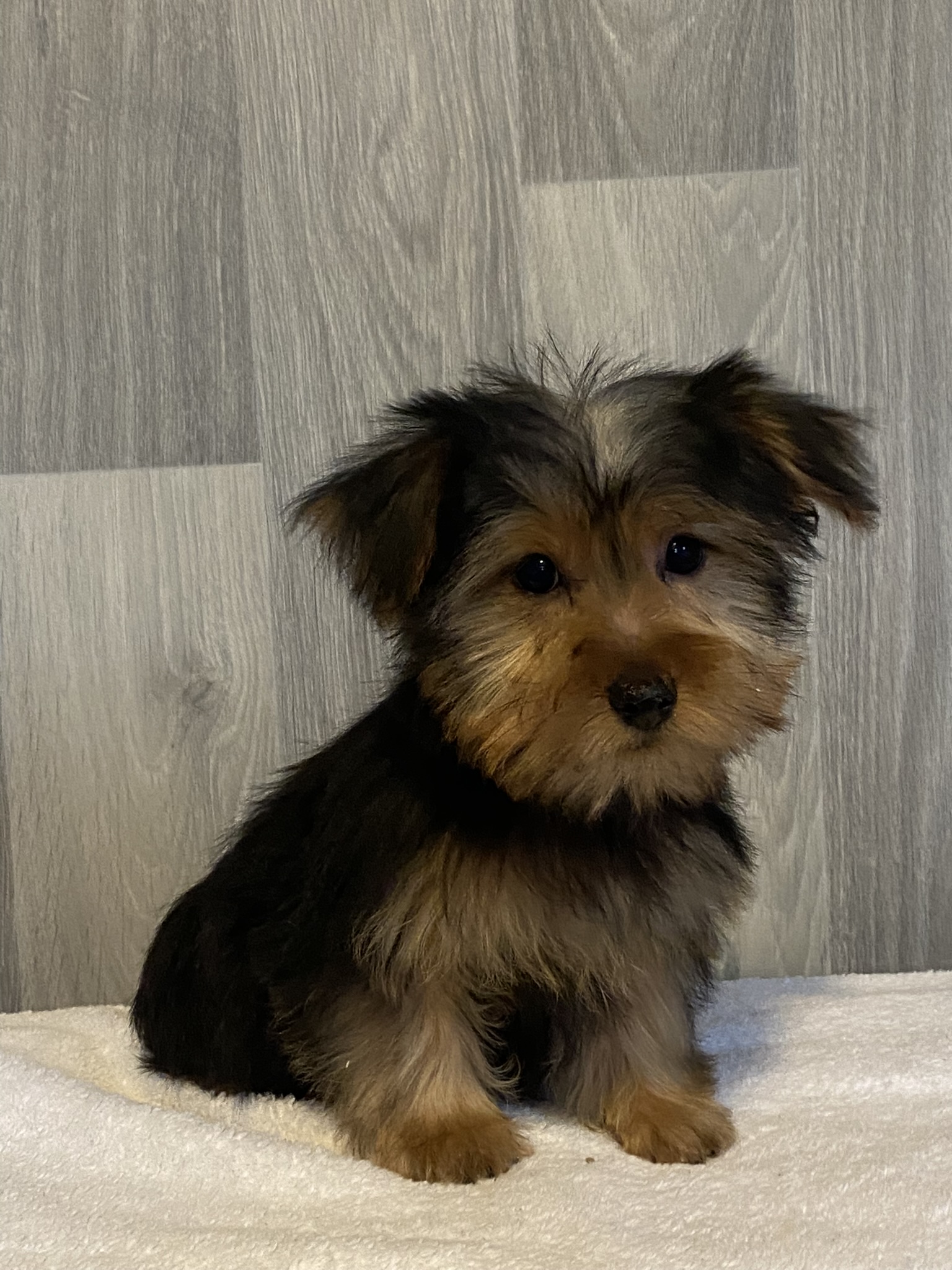puppy, for, sale, Yorkshire Terrier, Curtis  Martin, dog, breeder, Seneca Falls, NY, dog-breeder, puppy-for-sale, forsale, nearby, find, puppyfind, locator, puppylocator, aca