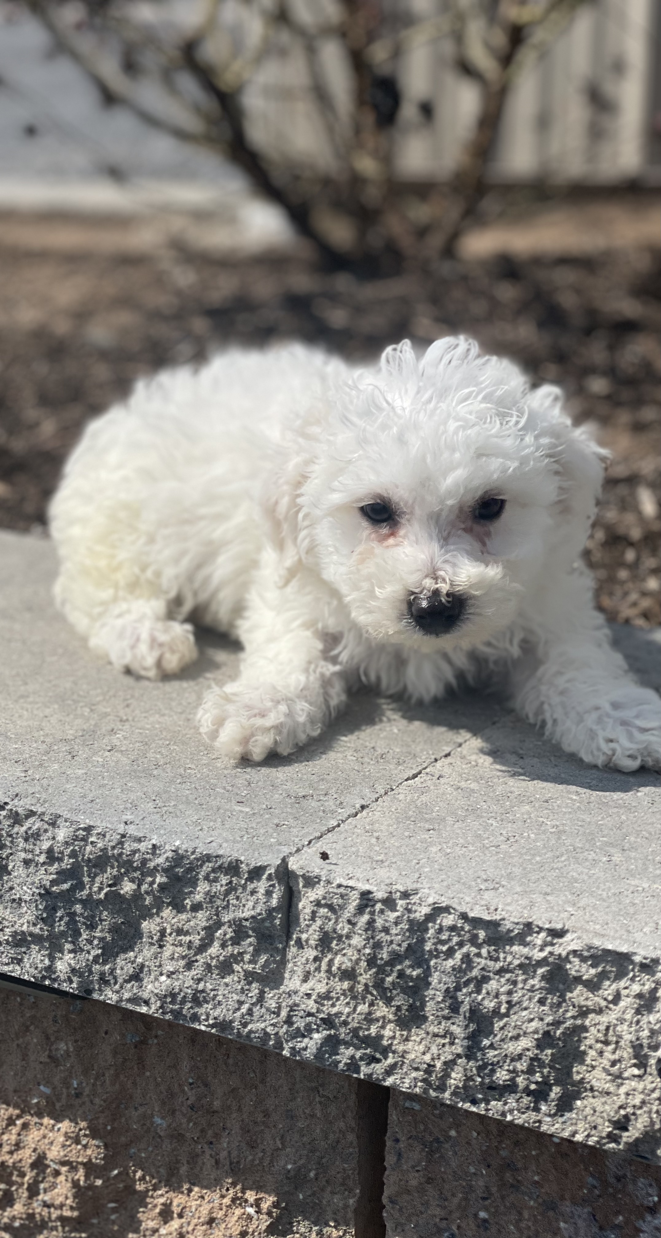 puppy, for, sale, Bichon Frise, Curtis  Martin, dog, breeder, Seneca Falls, NY, dog-breeder, puppy-for-sale, forsale, nearby, find, puppyfind, locator, puppylocator, aca