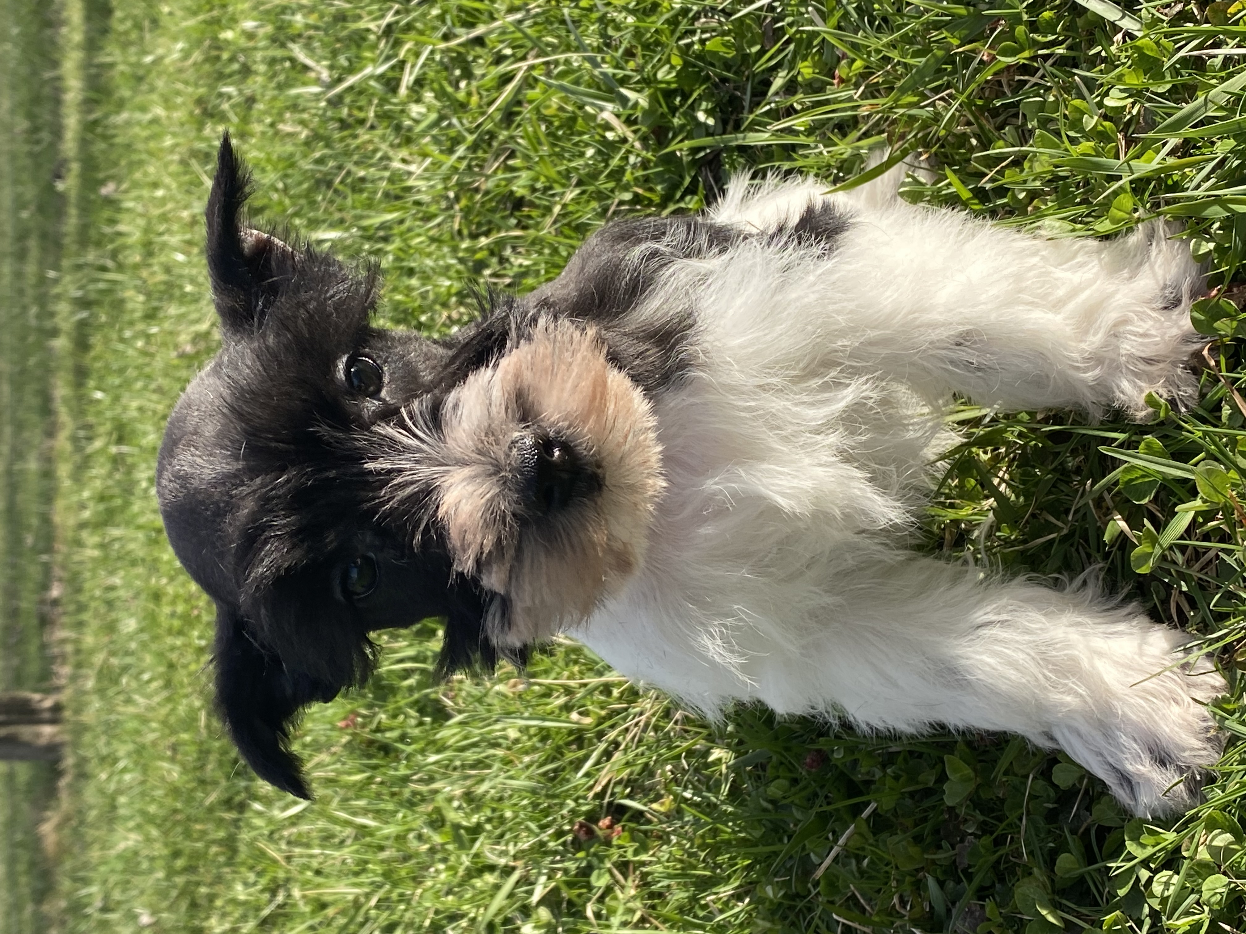 puppy, for, sale, Miniature Schnauzer, Curtis  Martin, dog, breeder, Seneca Falls, NY, dog-breeder, puppy-for-sale, forsale, nearby, find, puppyfind, locator, puppylocator, aca