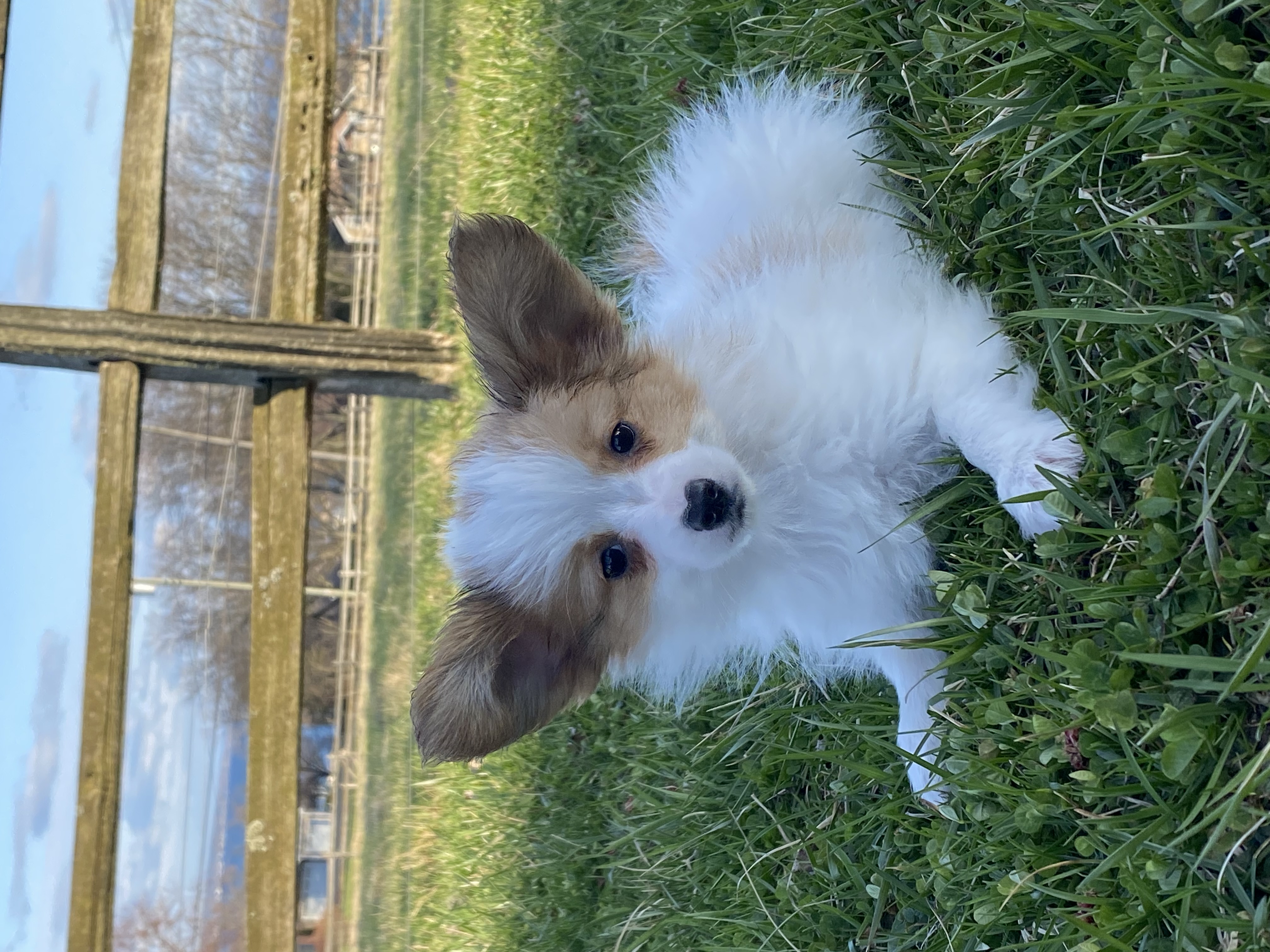 puppy, for, sale, Papillon, Curtis  Martin, dog, breeder, Seneca Falls, NY, dog-breeder, puppy-for-sale, forsale, nearby, find, puppyfind, locator, puppylocator, aca
