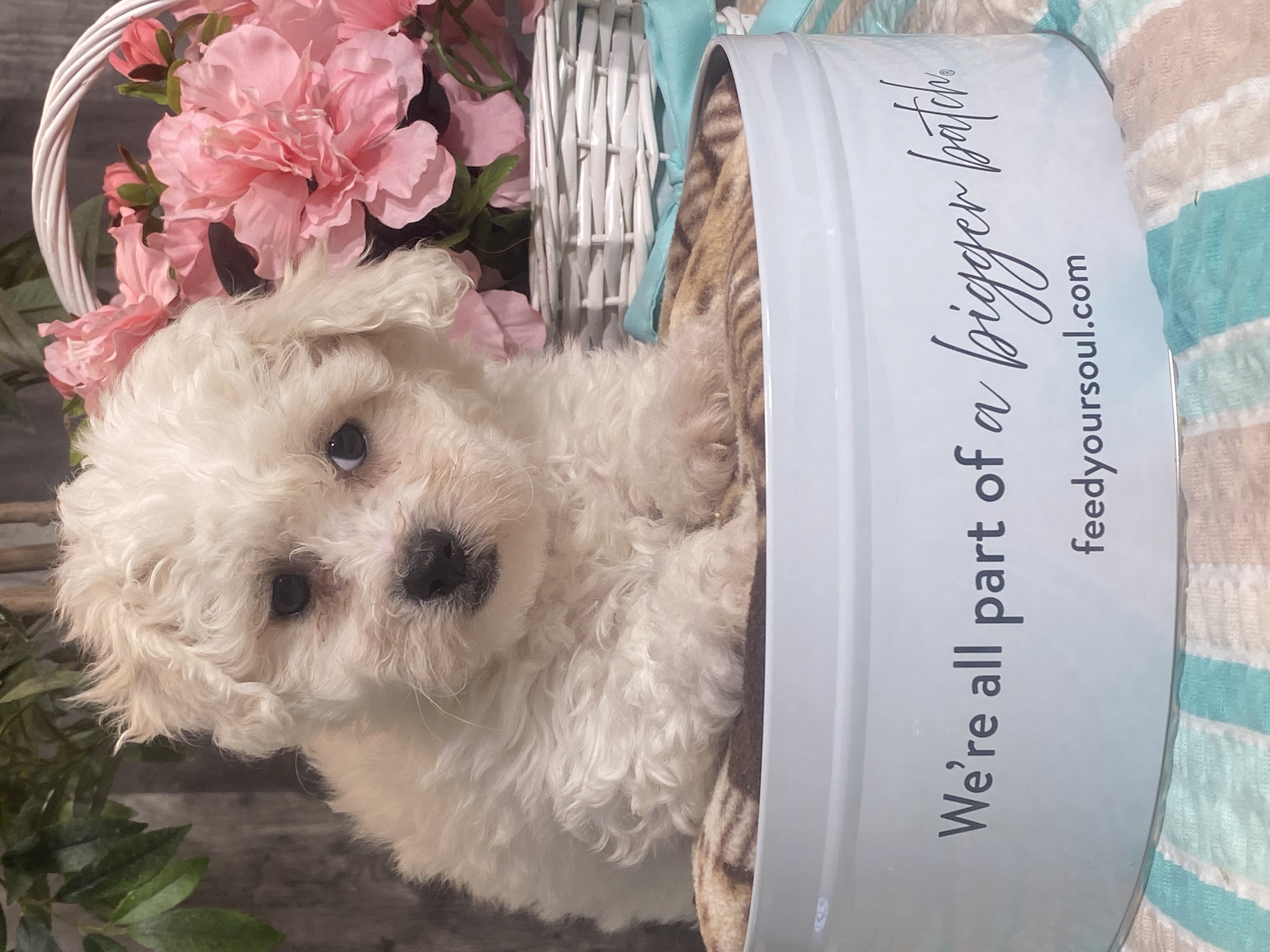 puppy, for, sale, Bichon Frise, Curtis  Martin, dog, breeder, Seneca Falls, NY, dog-breeder, puppy-for-sale, forsale, nearby, find, puppyfind, locator, puppylocator, aca