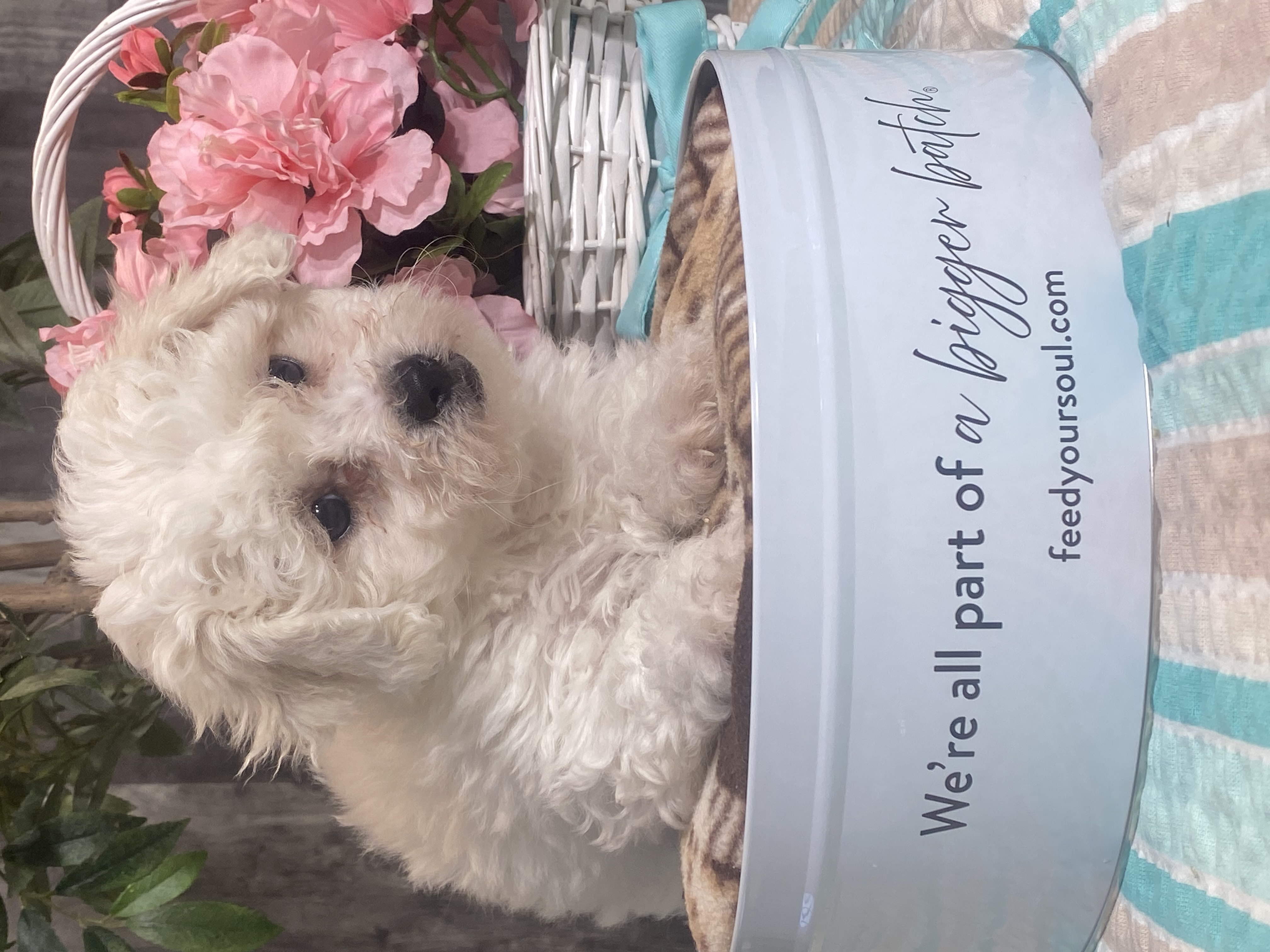puppy, for, sale, Bichon Frise, Curtis  Martin, dog, breeder, Seneca Falls, NY, dog-breeder, puppy-for-sale, forsale, nearby, find, puppyfind, locator, puppylocator, aca
