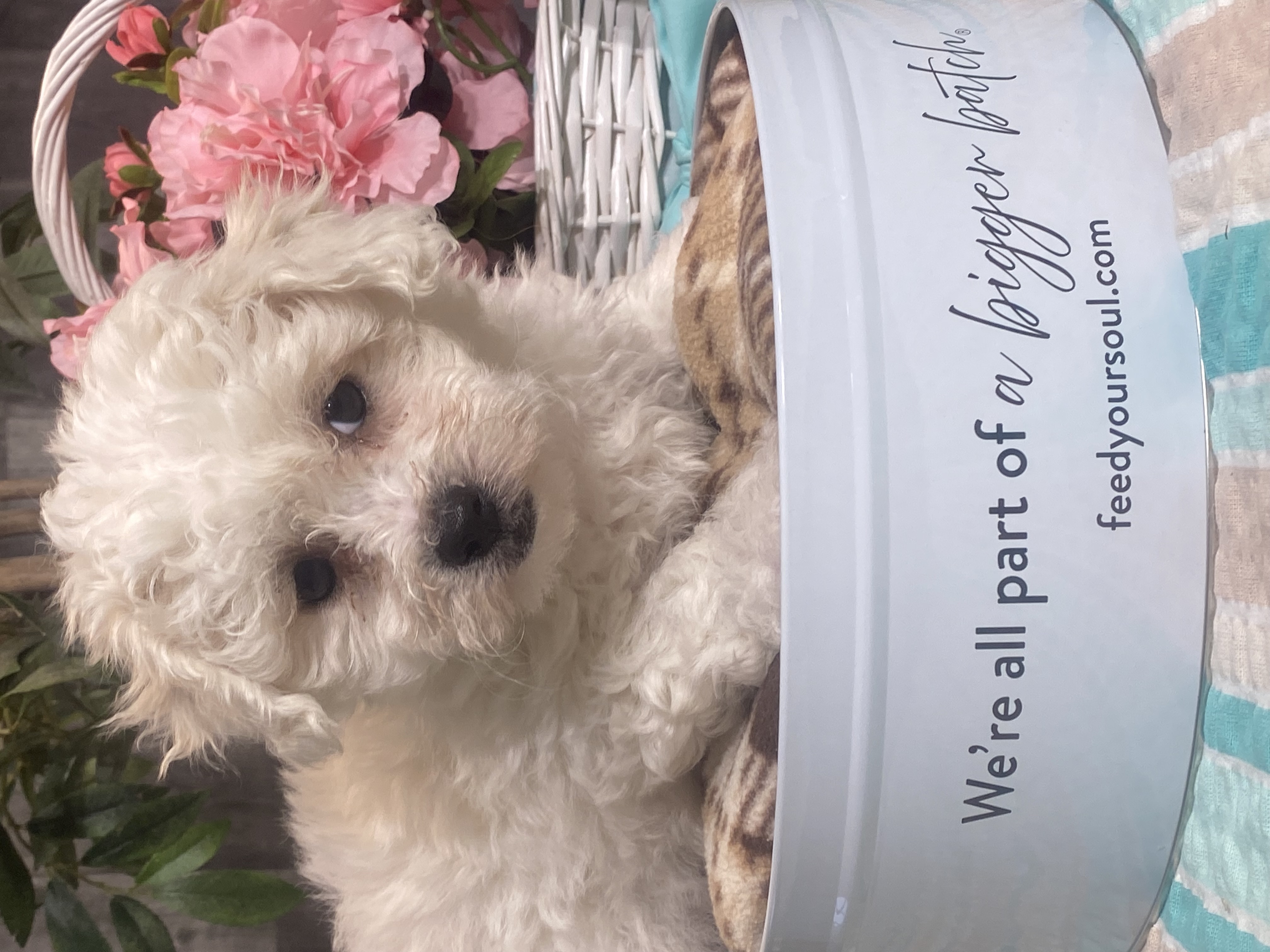 puppy, for, sale, Bichon Frise, Curtis  Martin, dog, breeder, Seneca Falls, NY, dog-breeder, puppy-for-sale, forsale, nearby, find, puppyfind, locator, puppylocator, aca