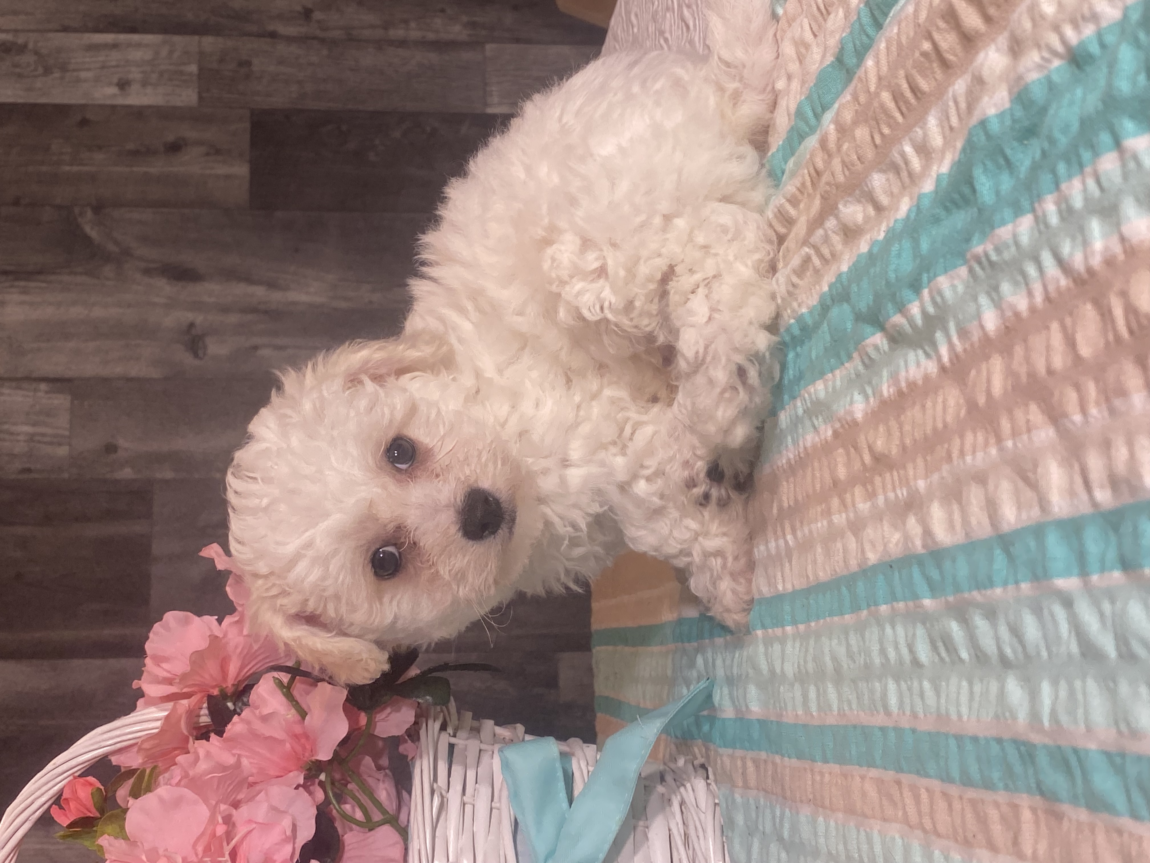 puppy, for, sale, Bichon Frise, Curtis  Martin, dog, breeder, Seneca Falls, NY, dog-breeder, puppy-for-sale, forsale, nearby, find, puppyfind, locator, puppylocator, aca