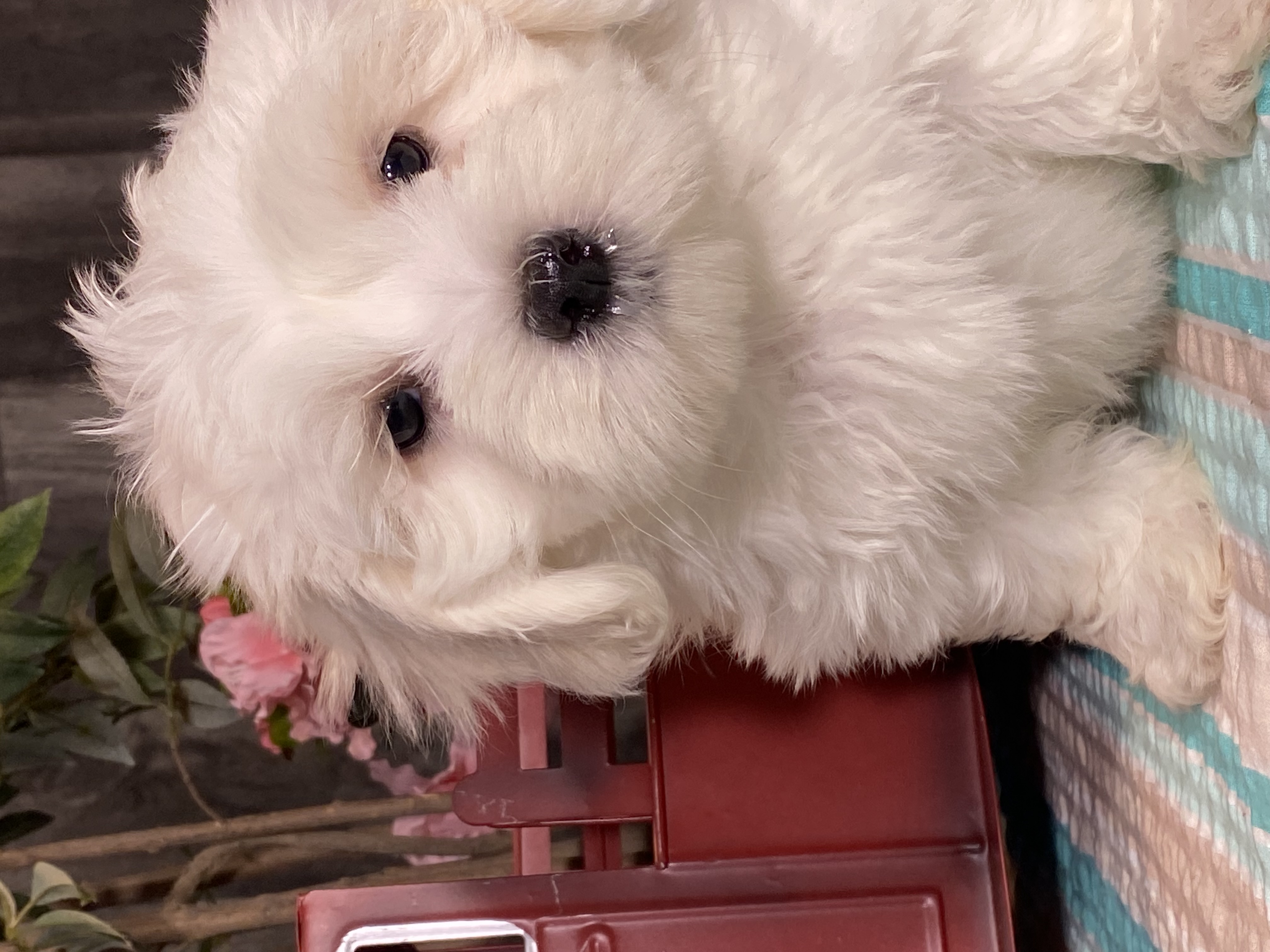 puppy, for, sale, Havanese/Coton de Tulear, Curtis  Martin, dog, breeder, Seneca Falls, NY, dog-breeder, puppy-for-sale, forsale, nearby, find, puppyfind, locator, puppylocator, aca