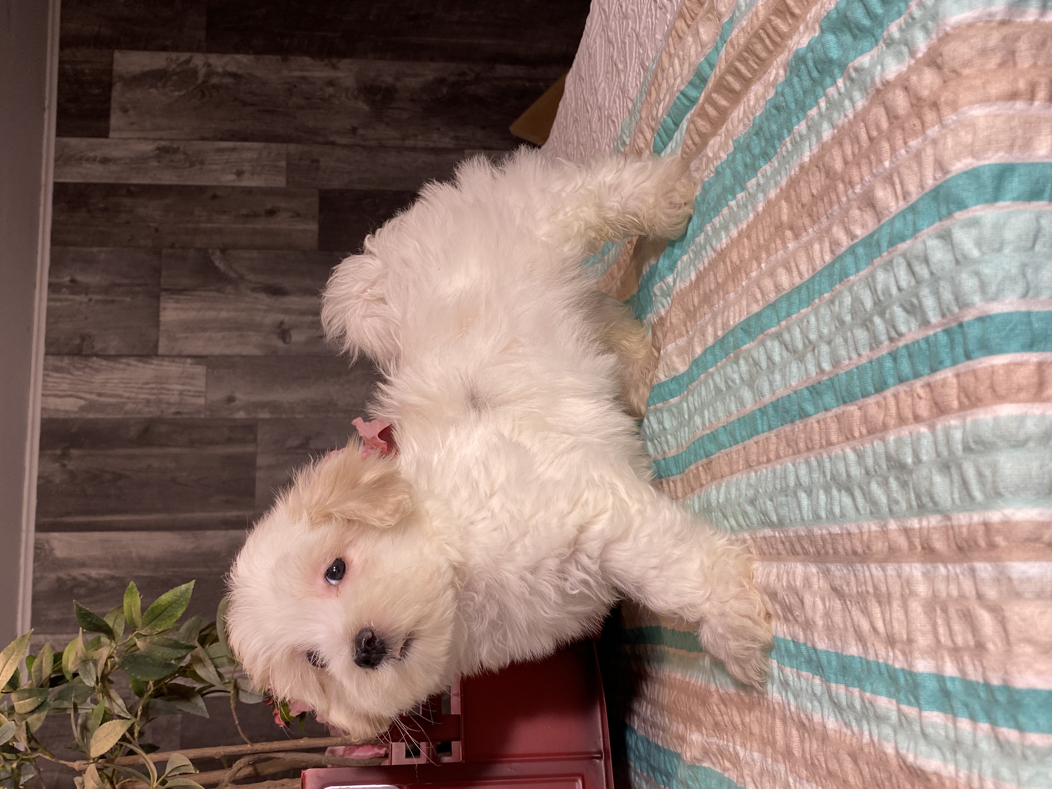puppy, for, sale, Havanese/Coton de Tulear, Curtis  Martin, dog, breeder, Seneca Falls, NY, dog-breeder, puppy-for-sale, forsale, nearby, find, puppyfind, locator, puppylocator, aca