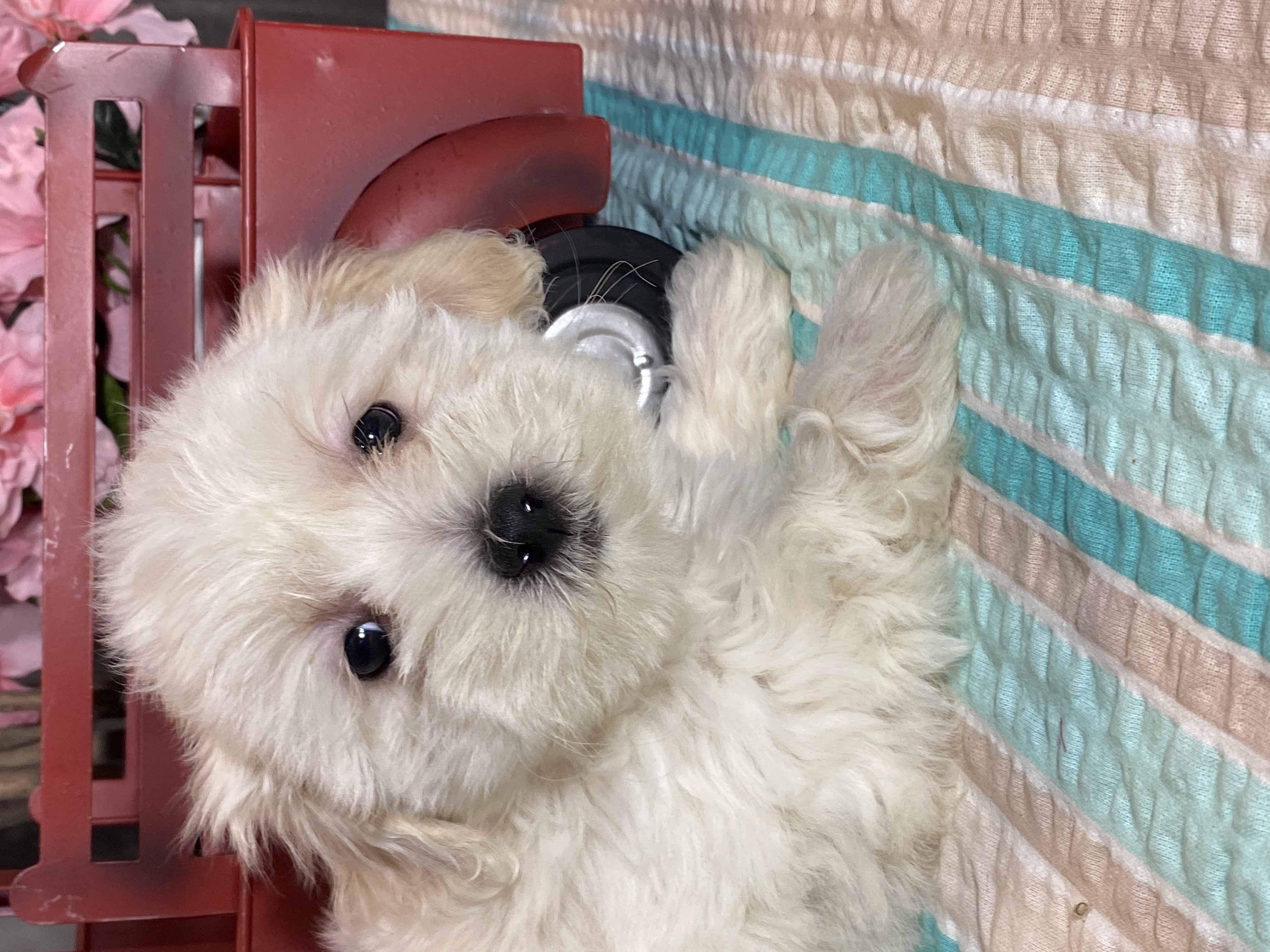 puppy, for, sale, Havanese/Coton de Tulear, Curtis  Martin, dog, breeder, Seneca Falls, NY, dog-breeder, puppy-for-sale, forsale, nearby, find, puppyfind, locator, puppylocator, aca