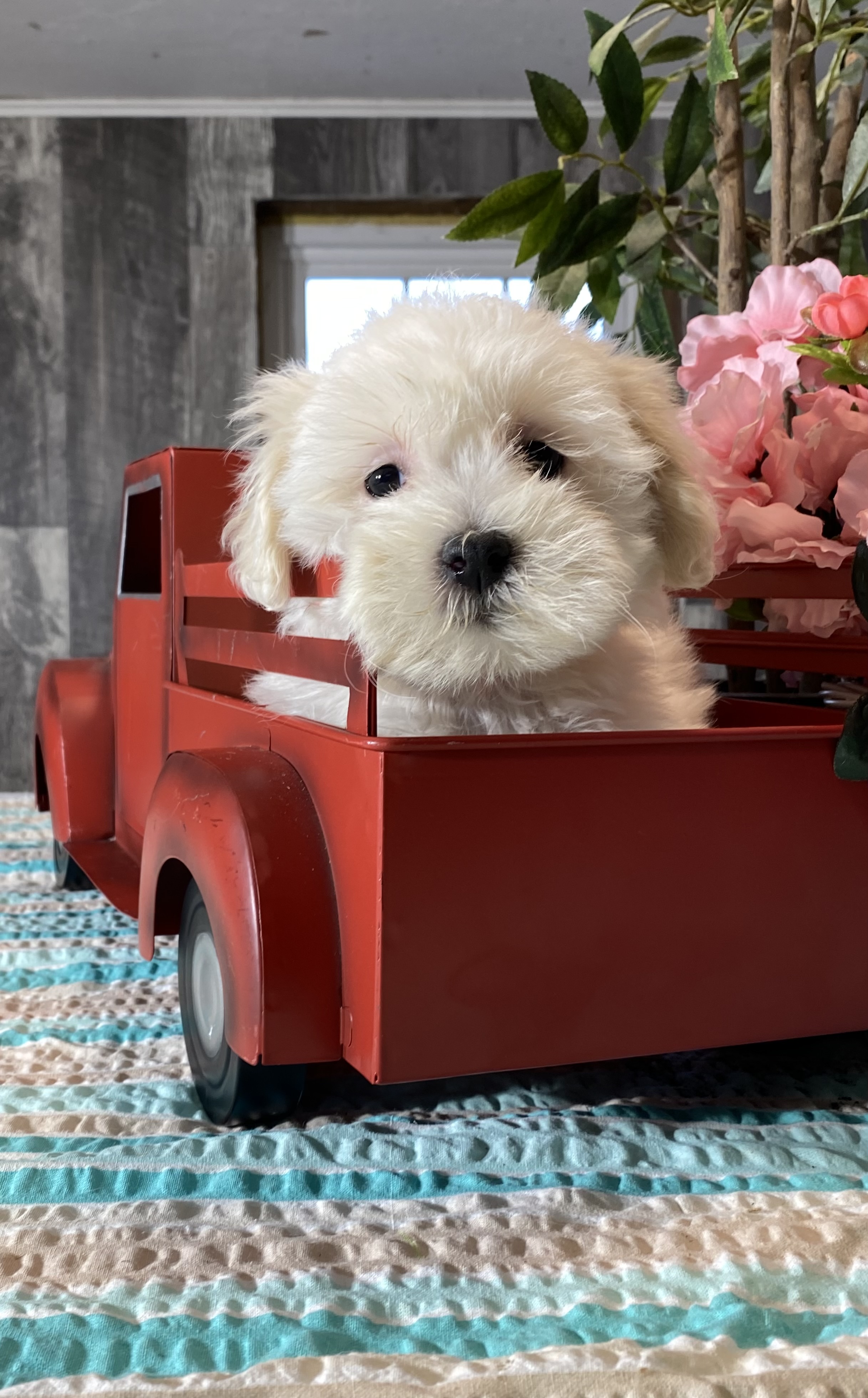 puppy, for, sale, Havanese/Coton de Tulear, Curtis  Martin, dog, breeder, Seneca Falls, NY, dog-breeder, puppy-for-sale, forsale, nearby, find, puppyfind, locator, puppylocator, aca