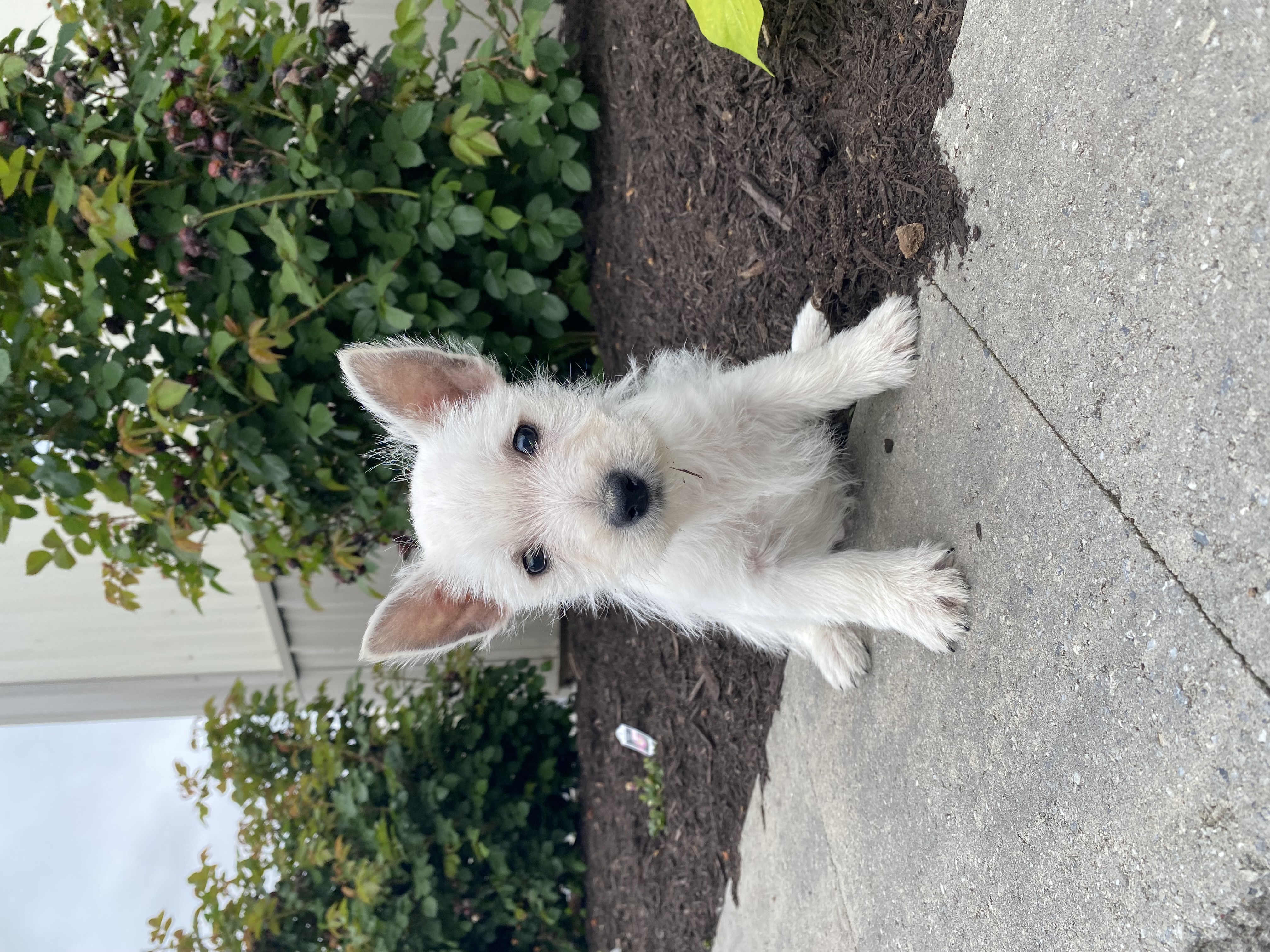 puppy, for, sale, West Highland White Terrier, Curtis  Martin, dog, breeder, Seneca Falls, NY, dog-breeder, puppy-for-sale, forsale, nearby, find, puppyfind, locator, puppylocator, aca