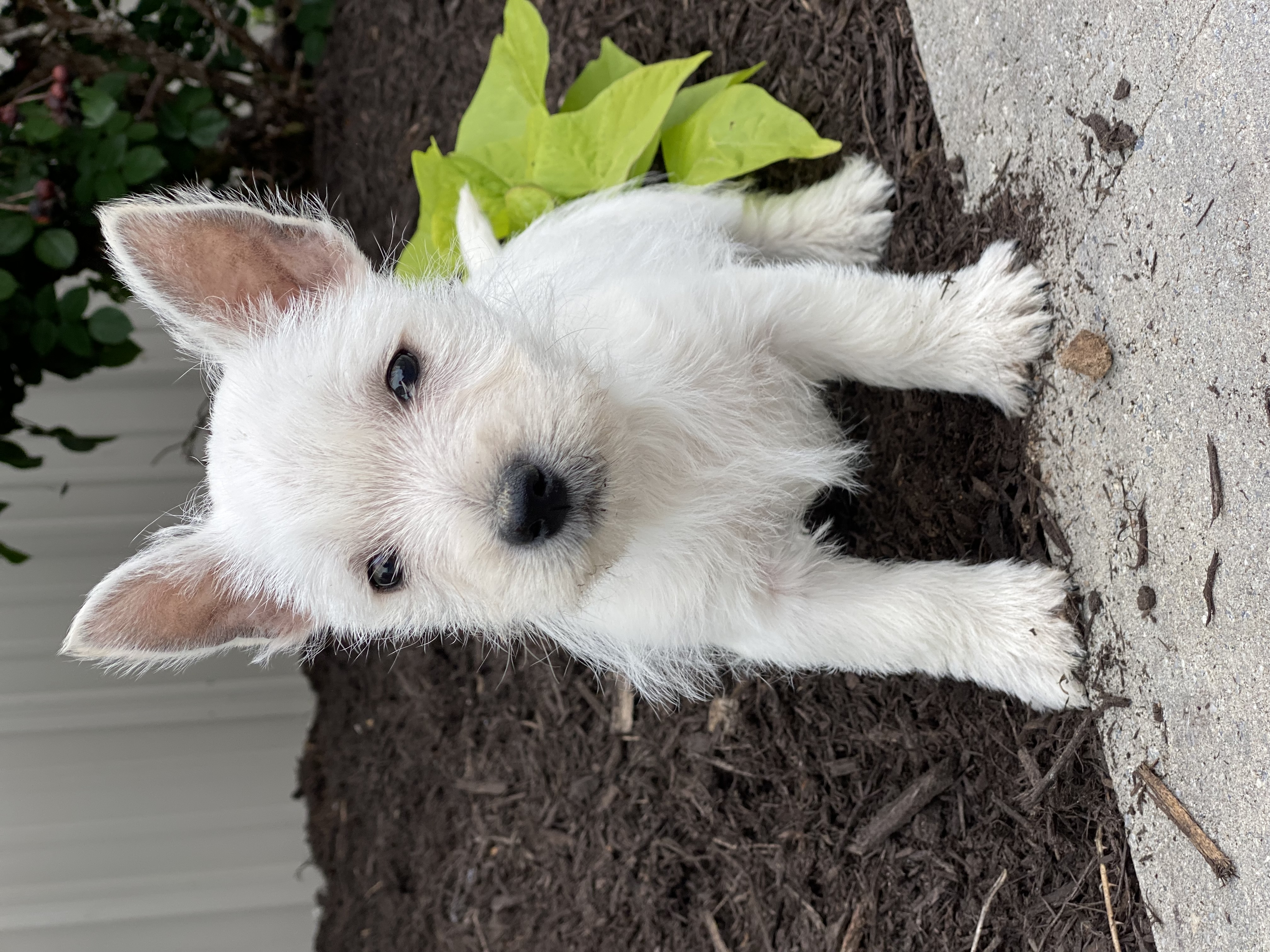puppy, for, sale, West Highland White Terrier, Curtis  Martin, dog, breeder, Seneca Falls, NY, dog-breeder, puppy-for-sale, forsale, nearby, find, puppyfind, locator, puppylocator, aca
