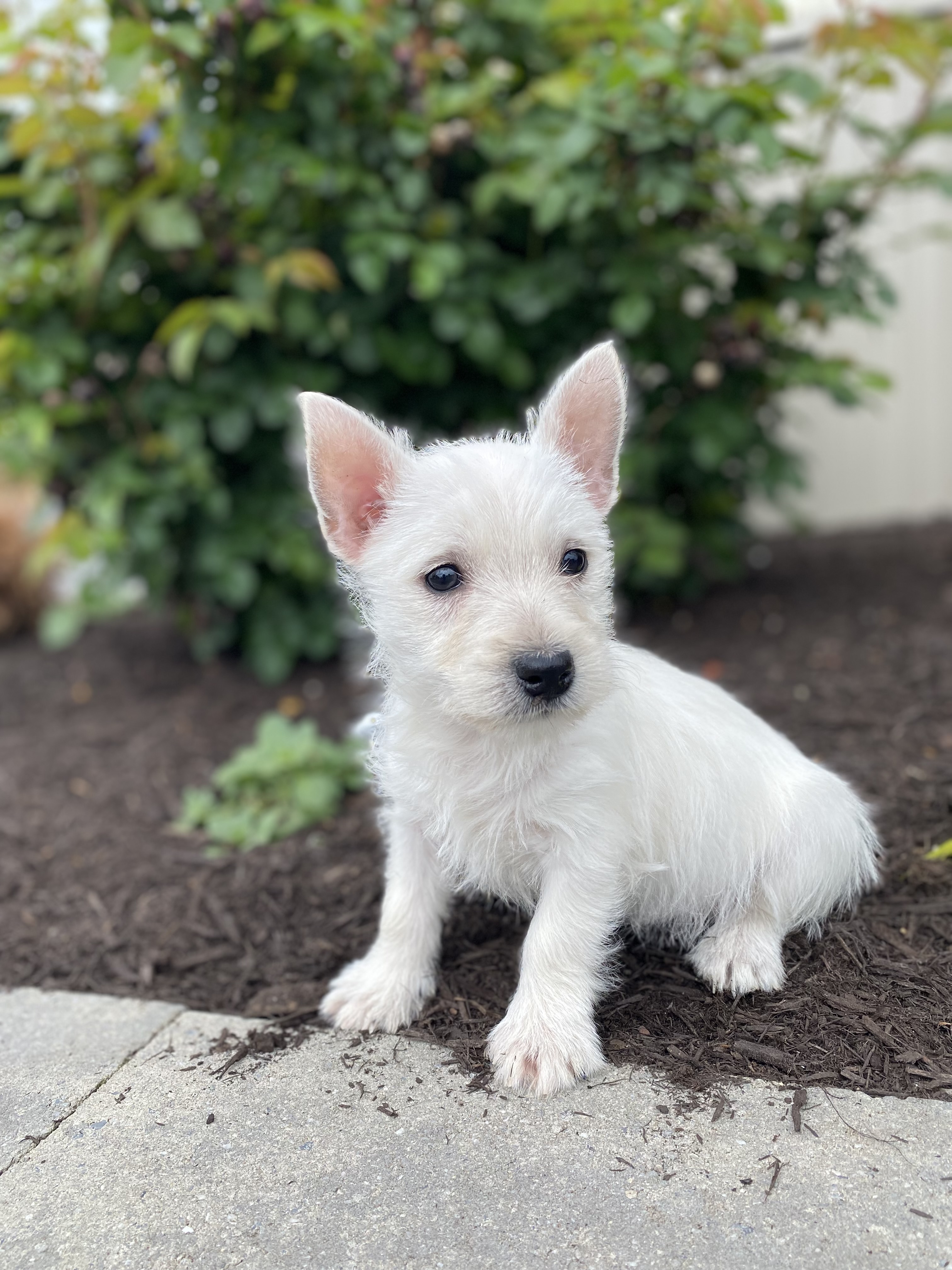 puppy, for, sale, West Highland White Terrier, Curtis  Martin, dog, breeder, Seneca Falls, NY, dog-breeder, puppy-for-sale, forsale, nearby, find, puppyfind, locator, puppylocator, aca
