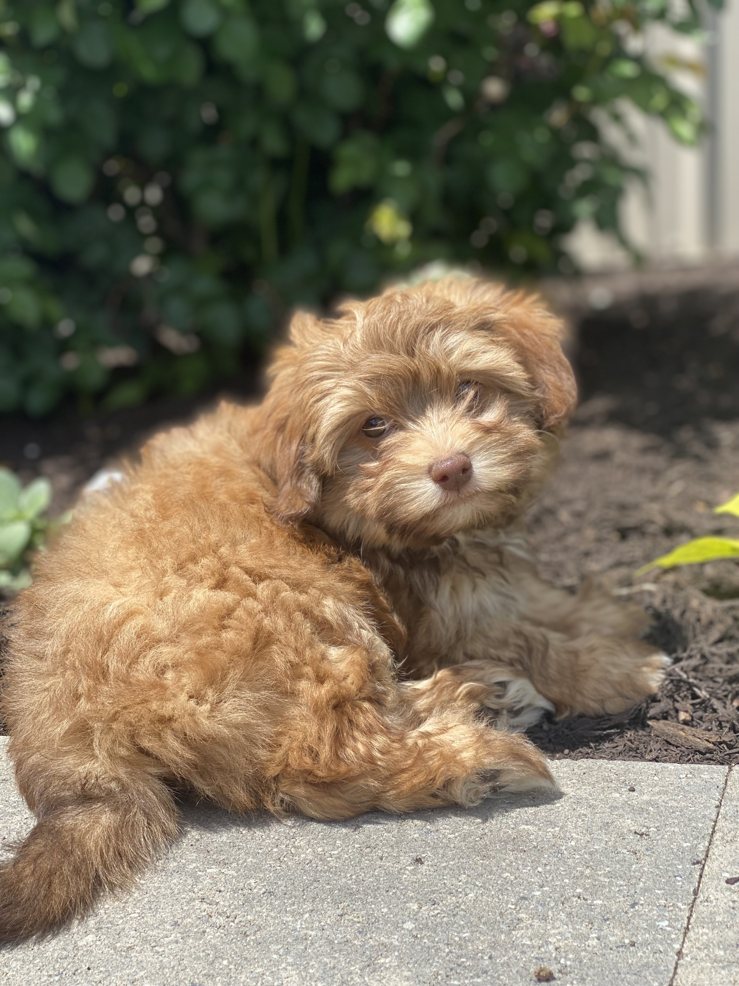 puppy, for, sale, Havanese, Curtis  Martin, dog, breeder, Seneca Falls, NY, dog-breeder, puppy-for-sale, forsale, nearby, find, puppyfind, locator, puppylocator, aca