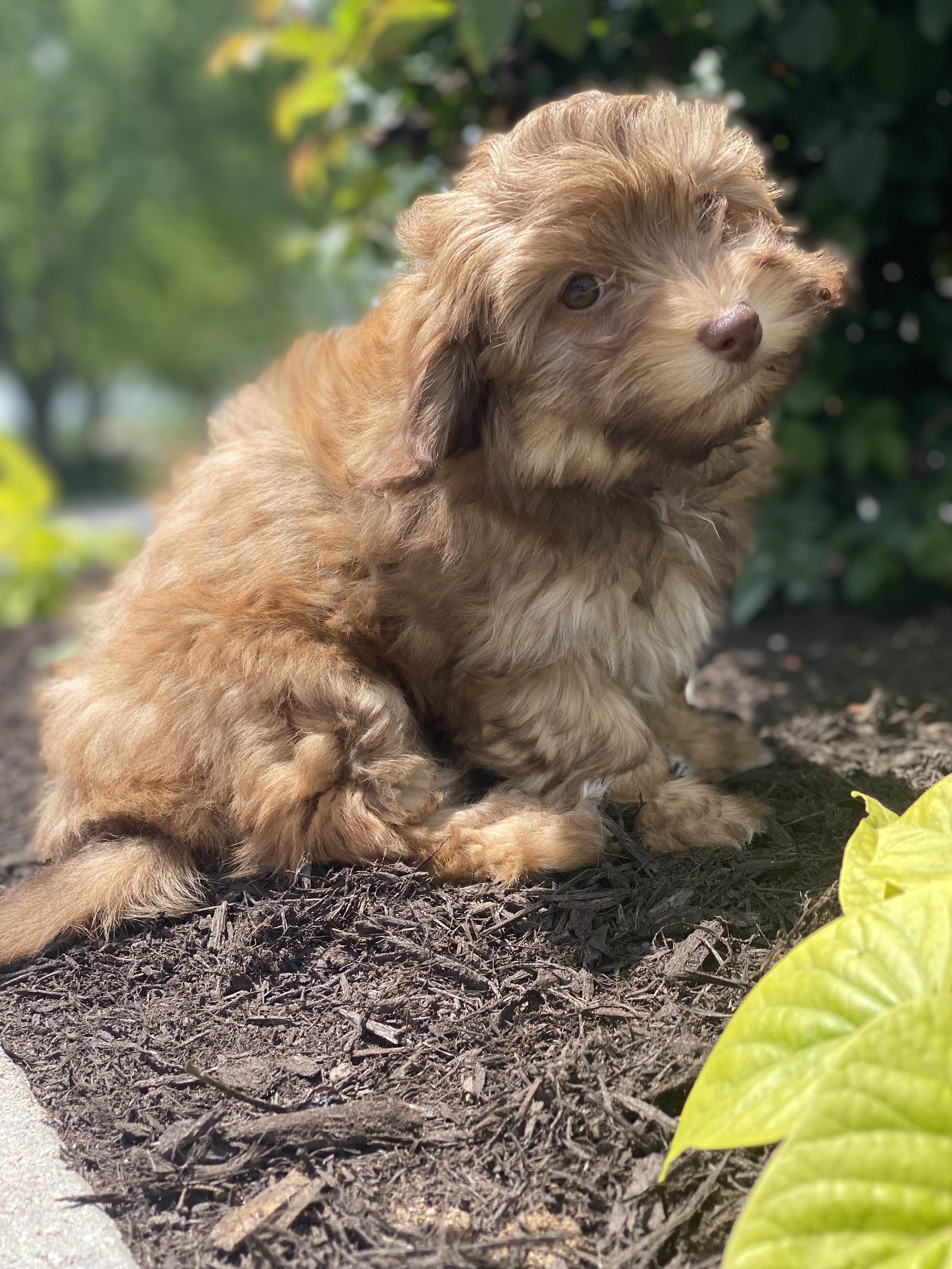 puppy, for, sale, Havanese, Curtis  Martin, dog, breeder, Seneca Falls, NY, dog-breeder, puppy-for-sale, forsale, nearby, find, puppyfind, locator, puppylocator, aca