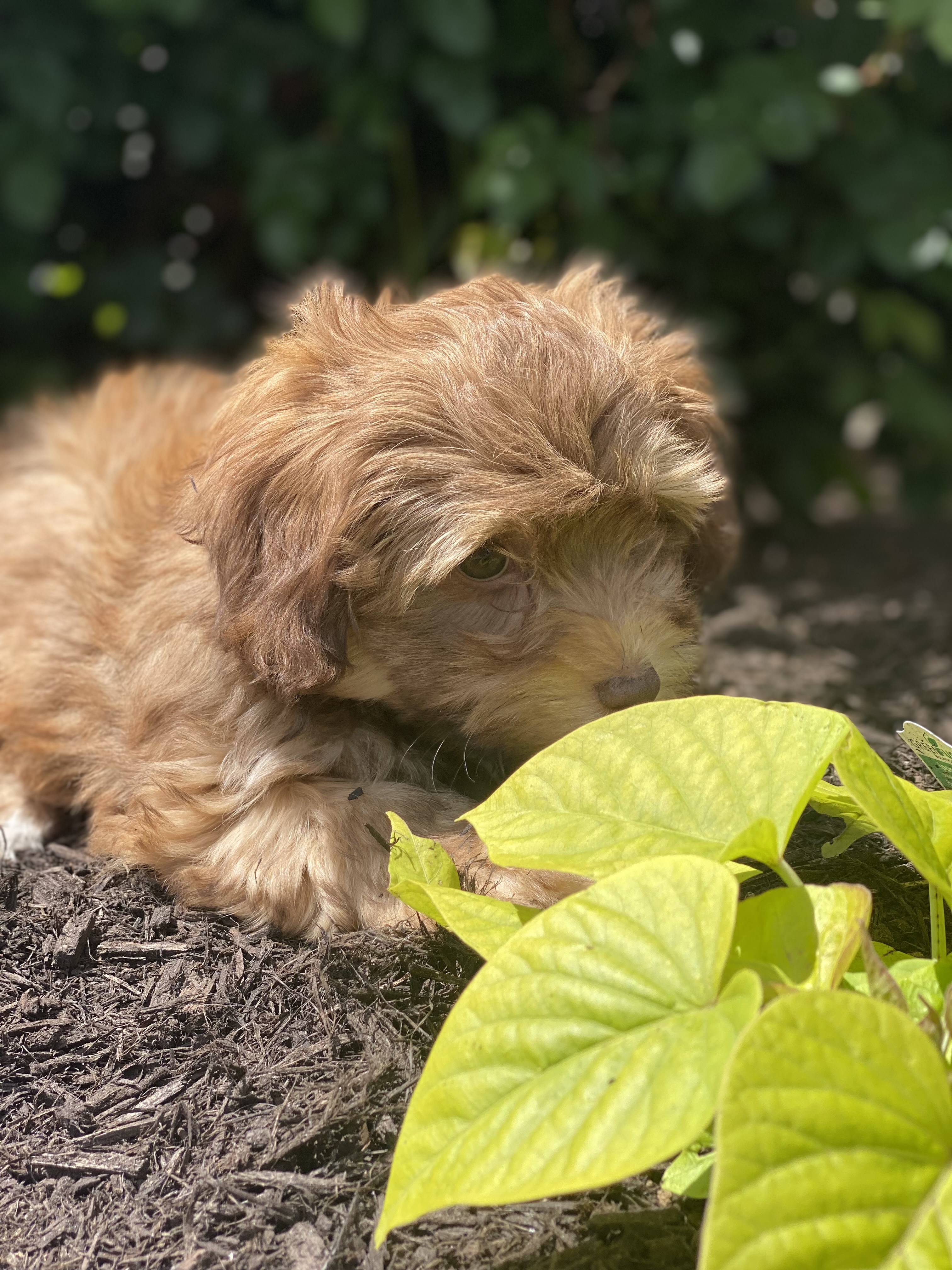 puppy, for, sale, Havanese, Curtis  Martin, dog, breeder, Seneca Falls, NY, dog-breeder, puppy-for-sale, forsale, nearby, find, puppyfind, locator, puppylocator, aca