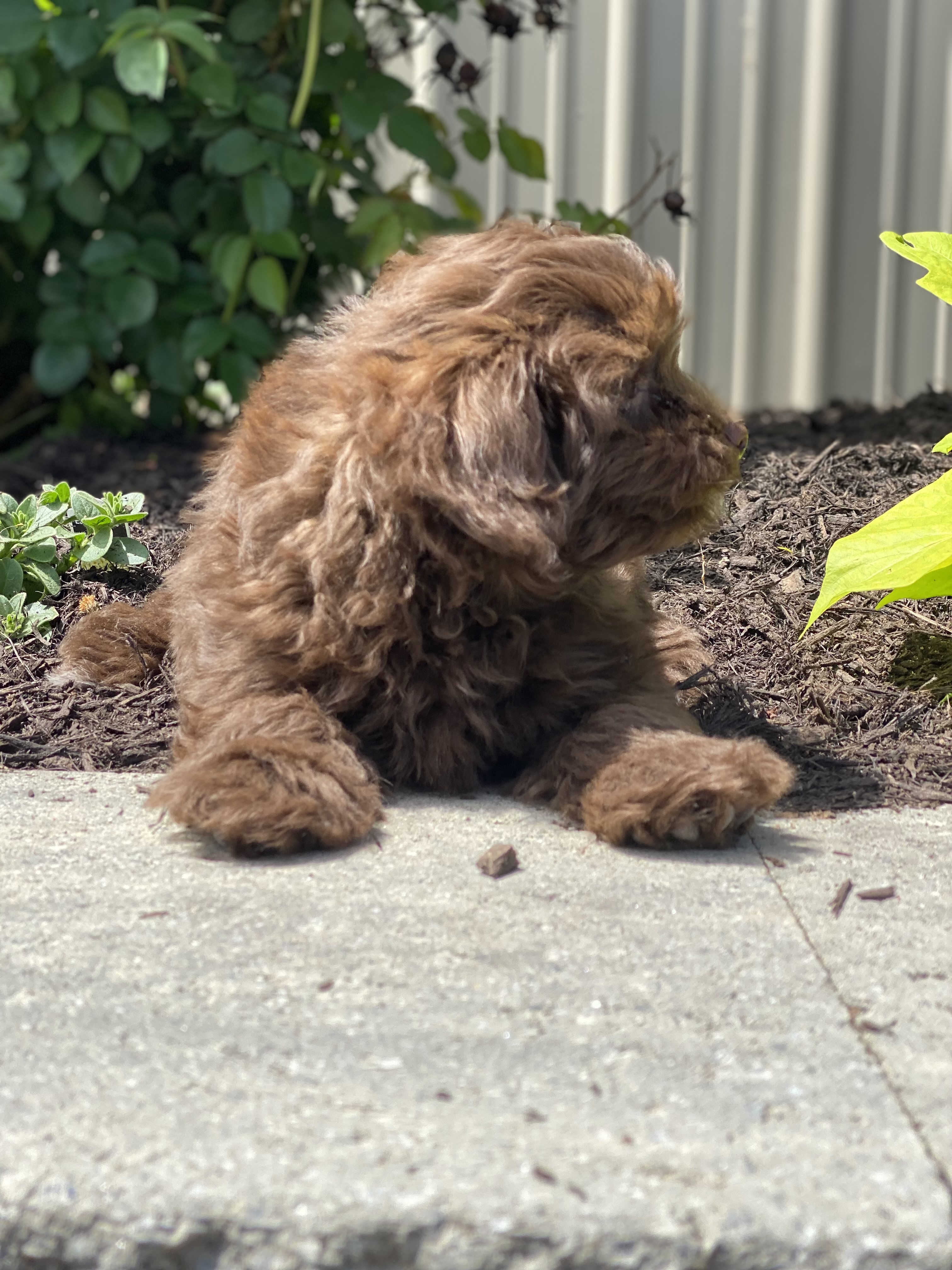 puppy, for, sale, Havanese, Curtis  Martin, dog, breeder, Seneca Falls, NY, dog-breeder, puppy-for-sale, forsale, nearby, find, puppyfind, locator, puppylocator, aca