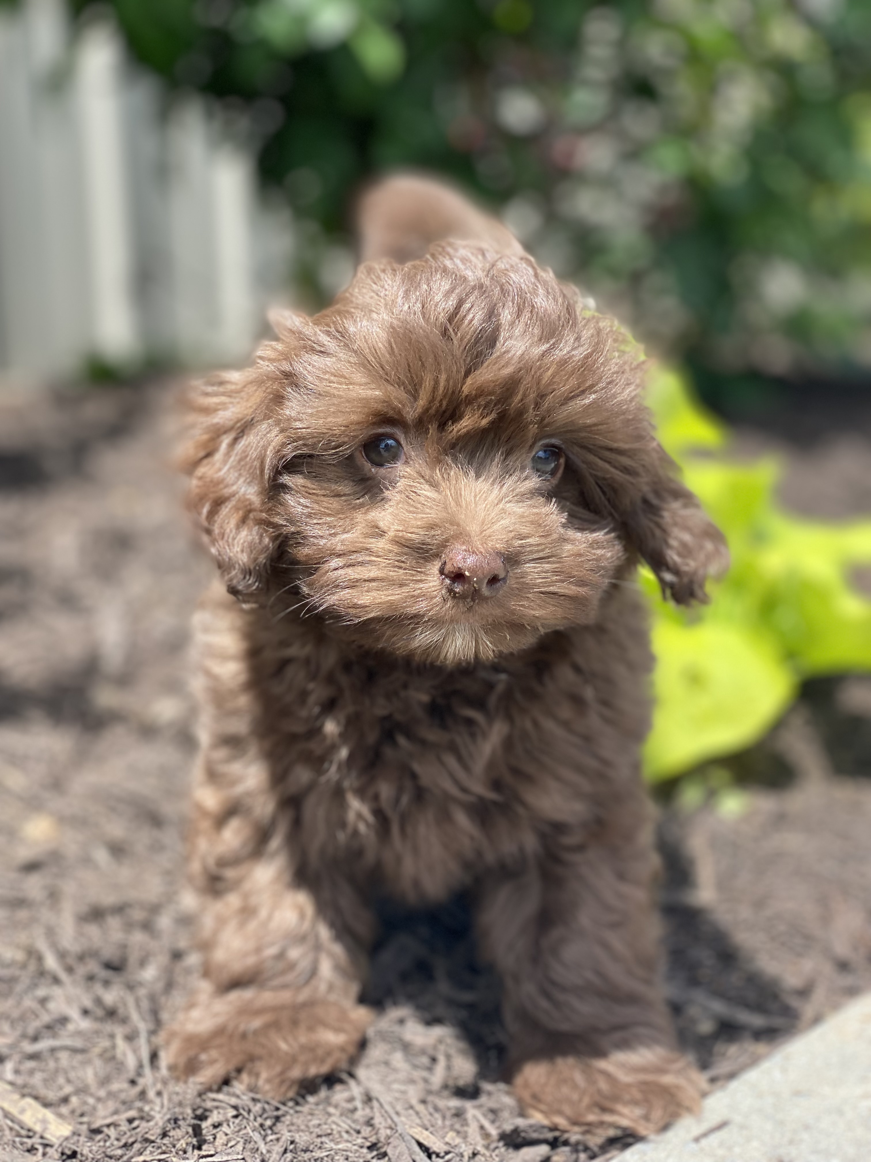 puppy, for, sale, Havanese, Curtis  Martin, dog, breeder, Seneca Falls, NY, dog-breeder, puppy-for-sale, forsale, nearby, find, puppyfind, locator, puppylocator, aca
