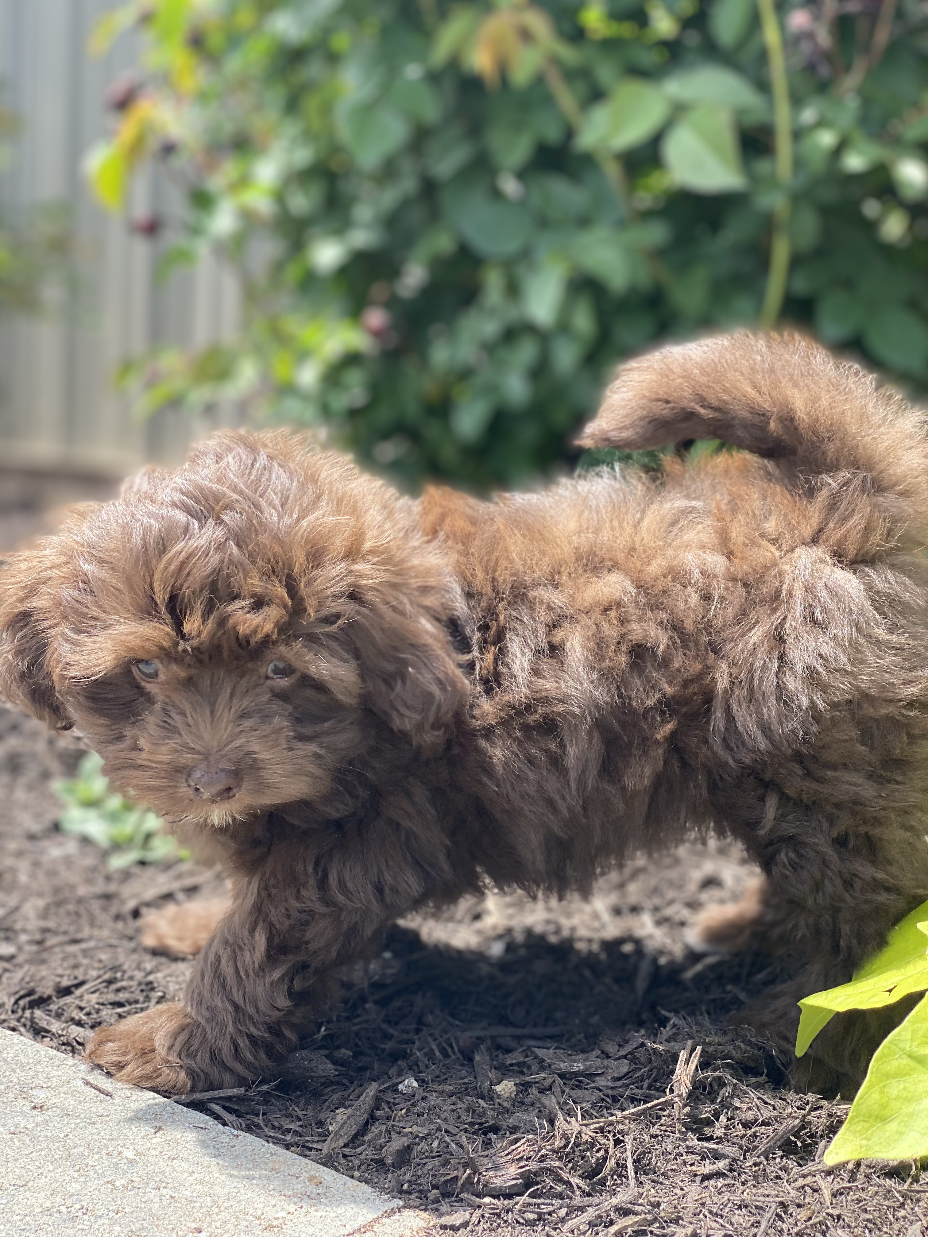 puppy, for, sale, Havanese, Curtis  Martin, dog, breeder, Seneca Falls, NY, dog-breeder, puppy-for-sale, forsale, nearby, find, puppyfind, locator, puppylocator, aca