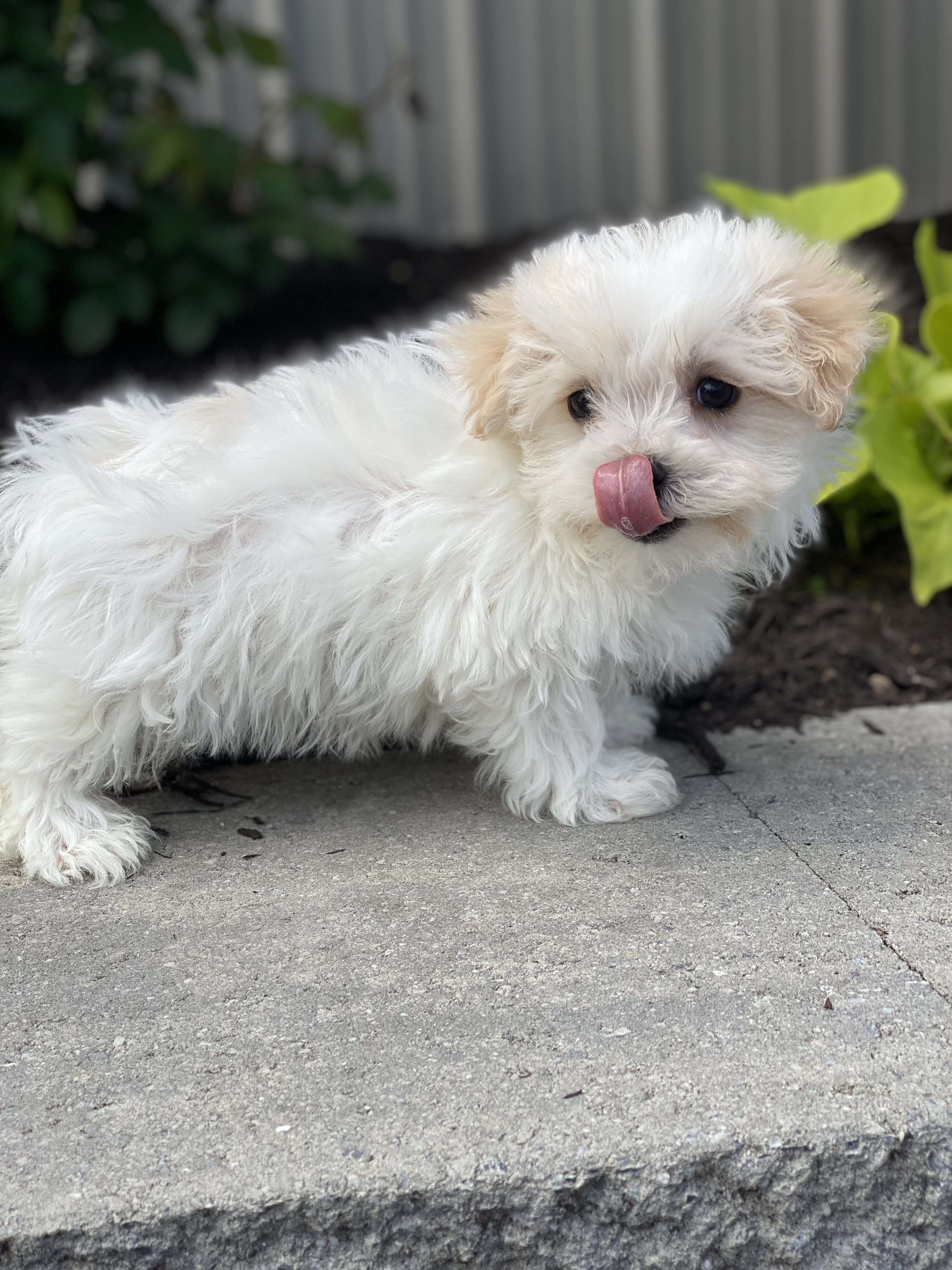 puppy, for, sale, Malti Poo, Curtis  Martin, dog, breeder, Seneca Falls, NY, dog-breeder, puppy-for-sale, forsale, nearby, find, puppyfind, locator, puppylocator, aca