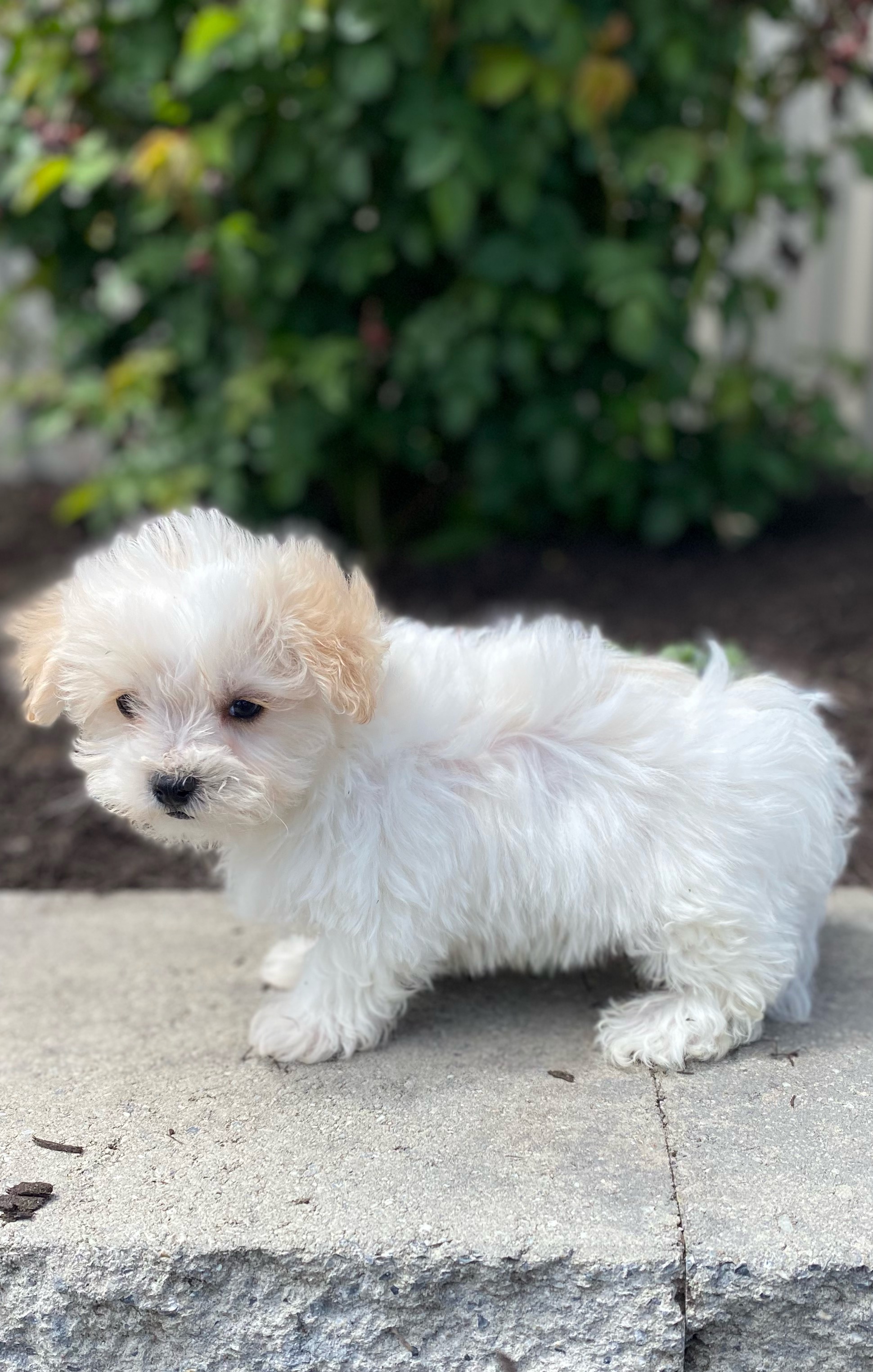 puppy, for, sale, Malti Poo, Curtis  Martin, dog, breeder, Seneca Falls, NY, dog-breeder, puppy-for-sale, forsale, nearby, find, puppyfind, locator, puppylocator, aca