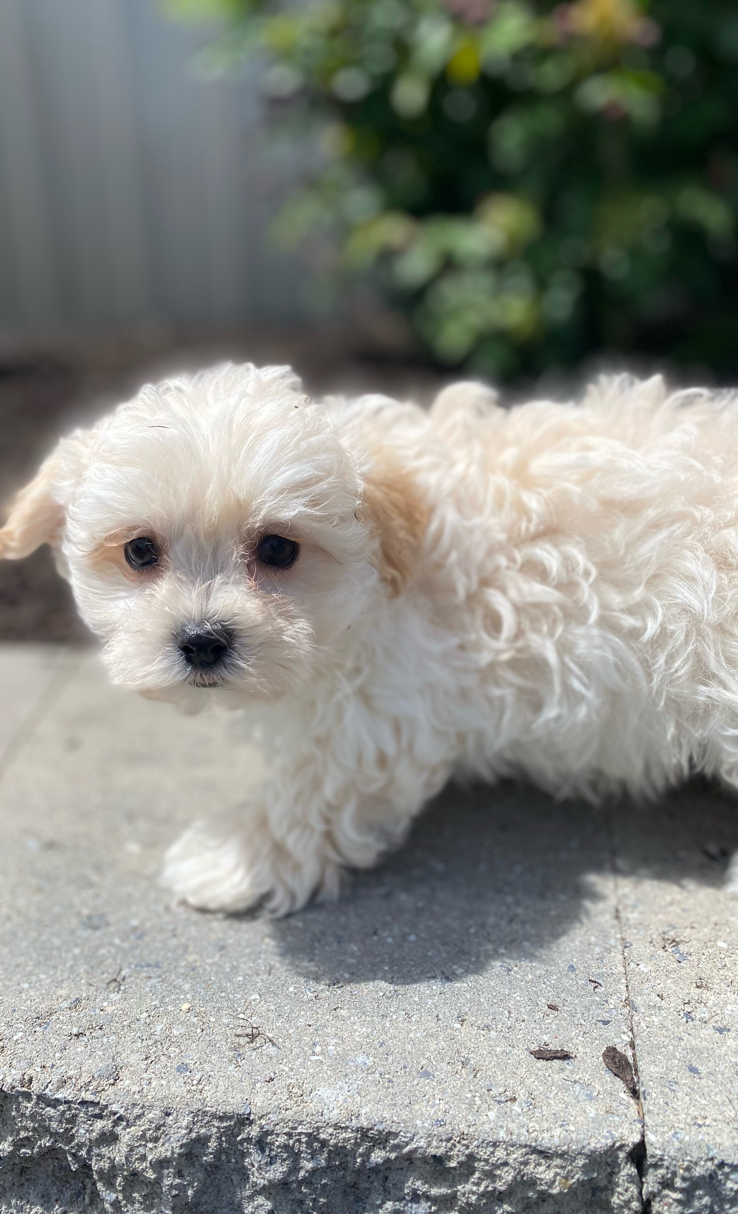 puppy, for, sale, Malti Poo, Curtis  Martin, dog, breeder, Seneca Falls, NY, dog-breeder, puppy-for-sale, forsale, nearby, find, puppyfind, locator, puppylocator, aca