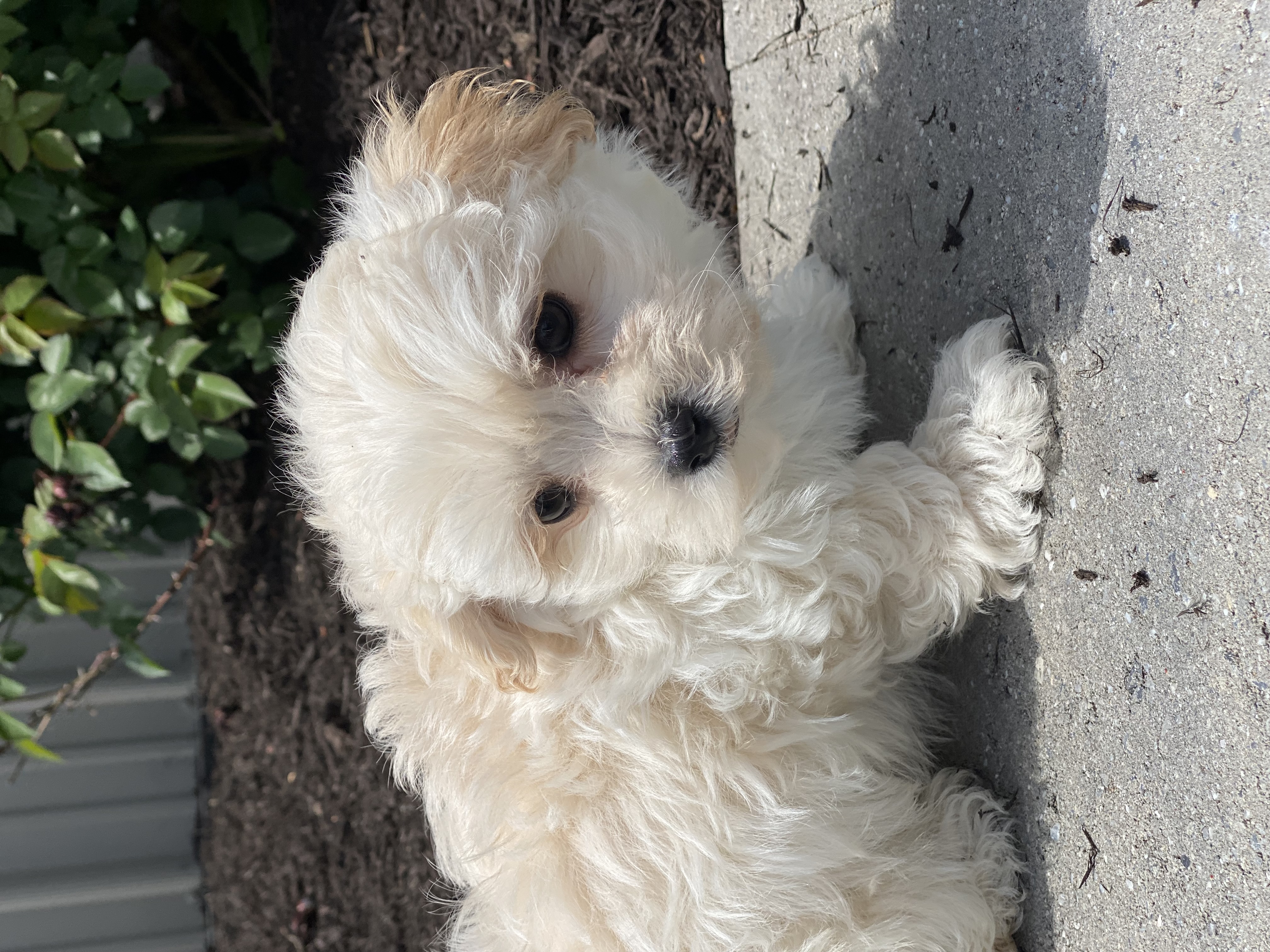 puppy, for, sale, Malti Poo, Curtis  Martin, dog, breeder, Seneca Falls, NY, dog-breeder, puppy-for-sale, forsale, nearby, find, puppyfind, locator, puppylocator, aca