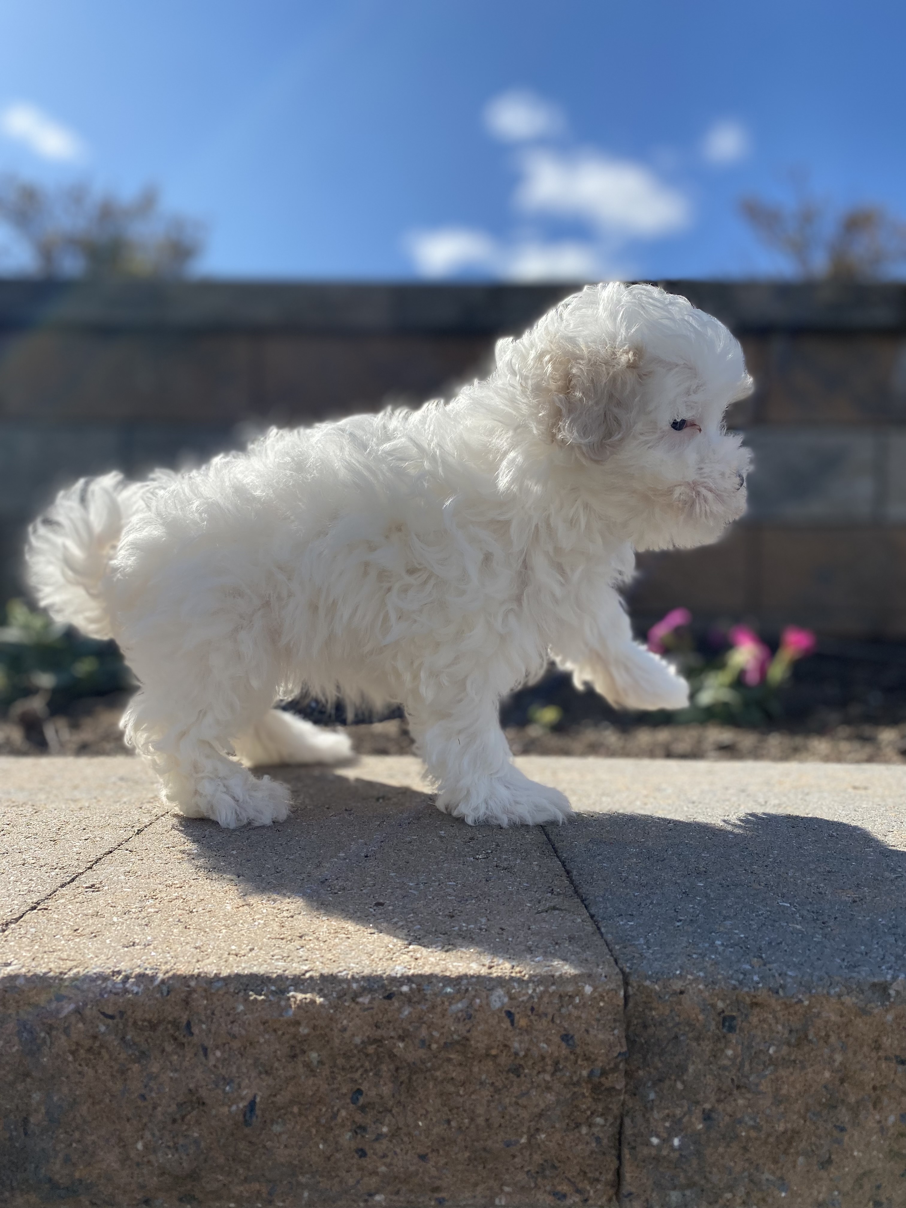 puppy, for, sale, Malti Poo, Curtis  Martin, dog, breeder, Seneca Falls, NY, dog-breeder, puppy-for-sale, forsale, nearby, find, puppyfind, locator, puppylocator, aca