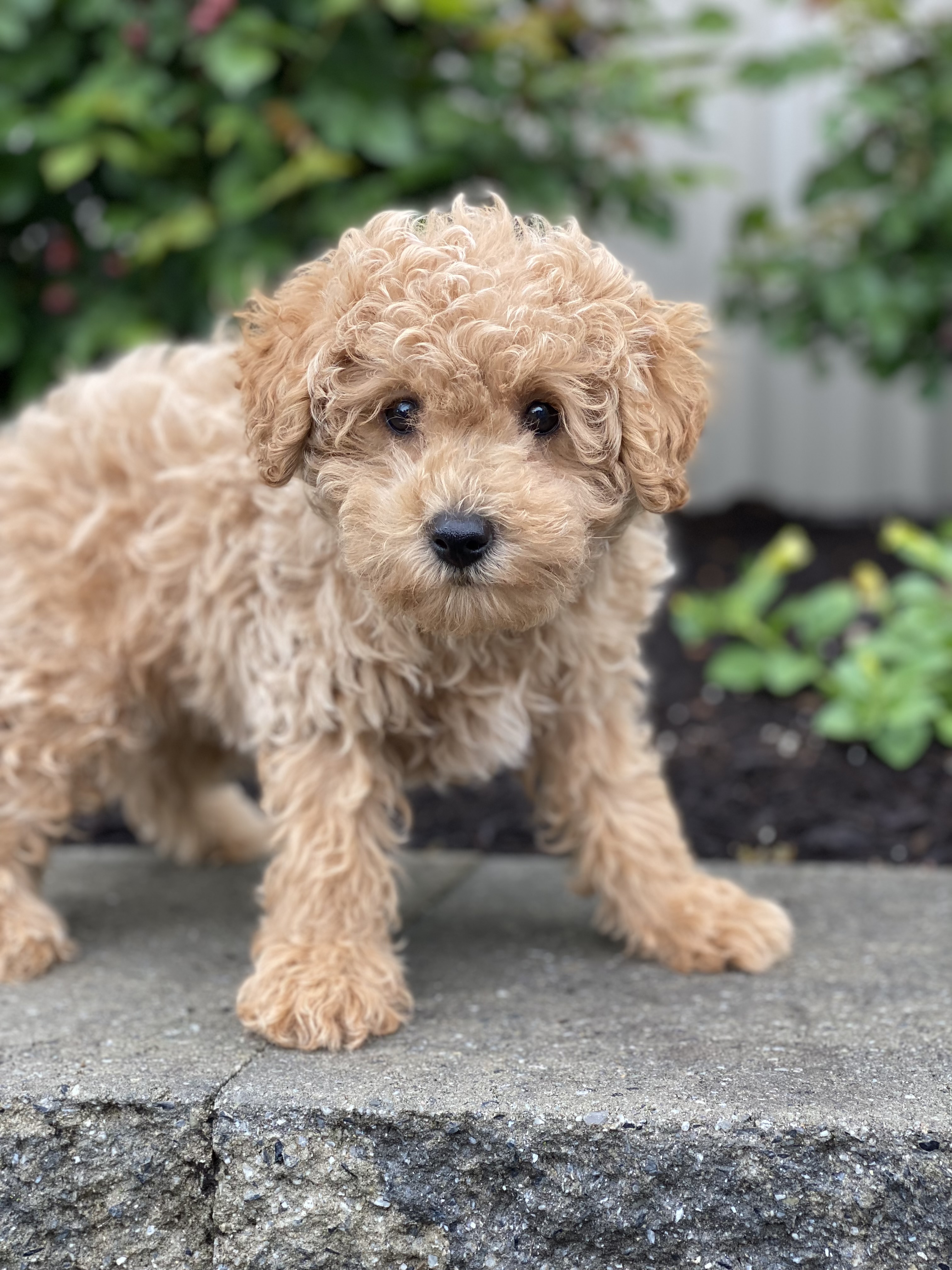 puppy, for, sale, Poodle, Curtis  Martin, dog, breeder, Seneca Falls, NY, dog-breeder, puppy-for-sale, forsale, nearby, find, puppyfind, locator, puppylocator, aca