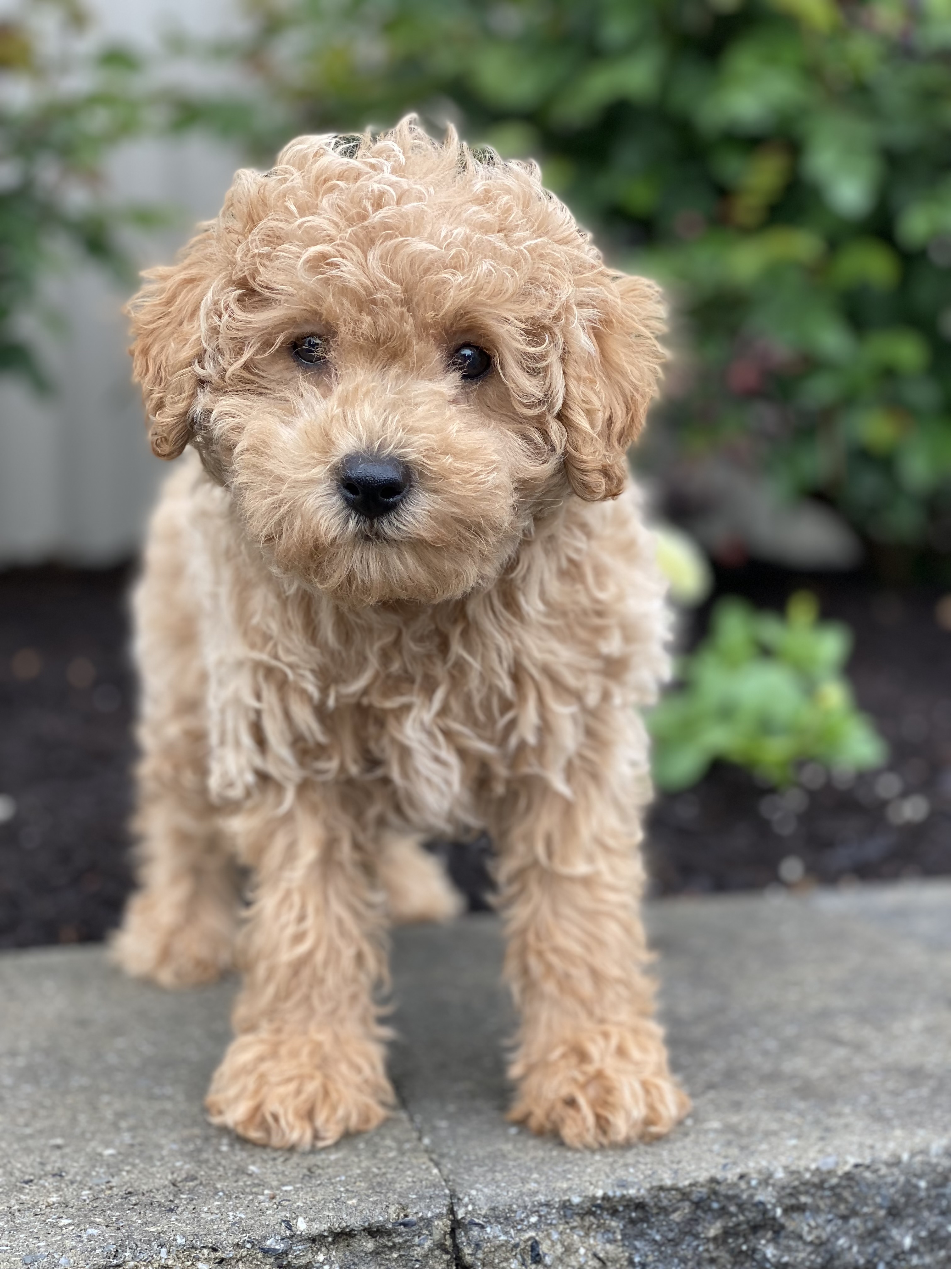 puppy, for, sale, Poodle, Curtis  Martin, dog, breeder, Seneca Falls, NY, dog-breeder, puppy-for-sale, forsale, nearby, find, puppyfind, locator, puppylocator, aca