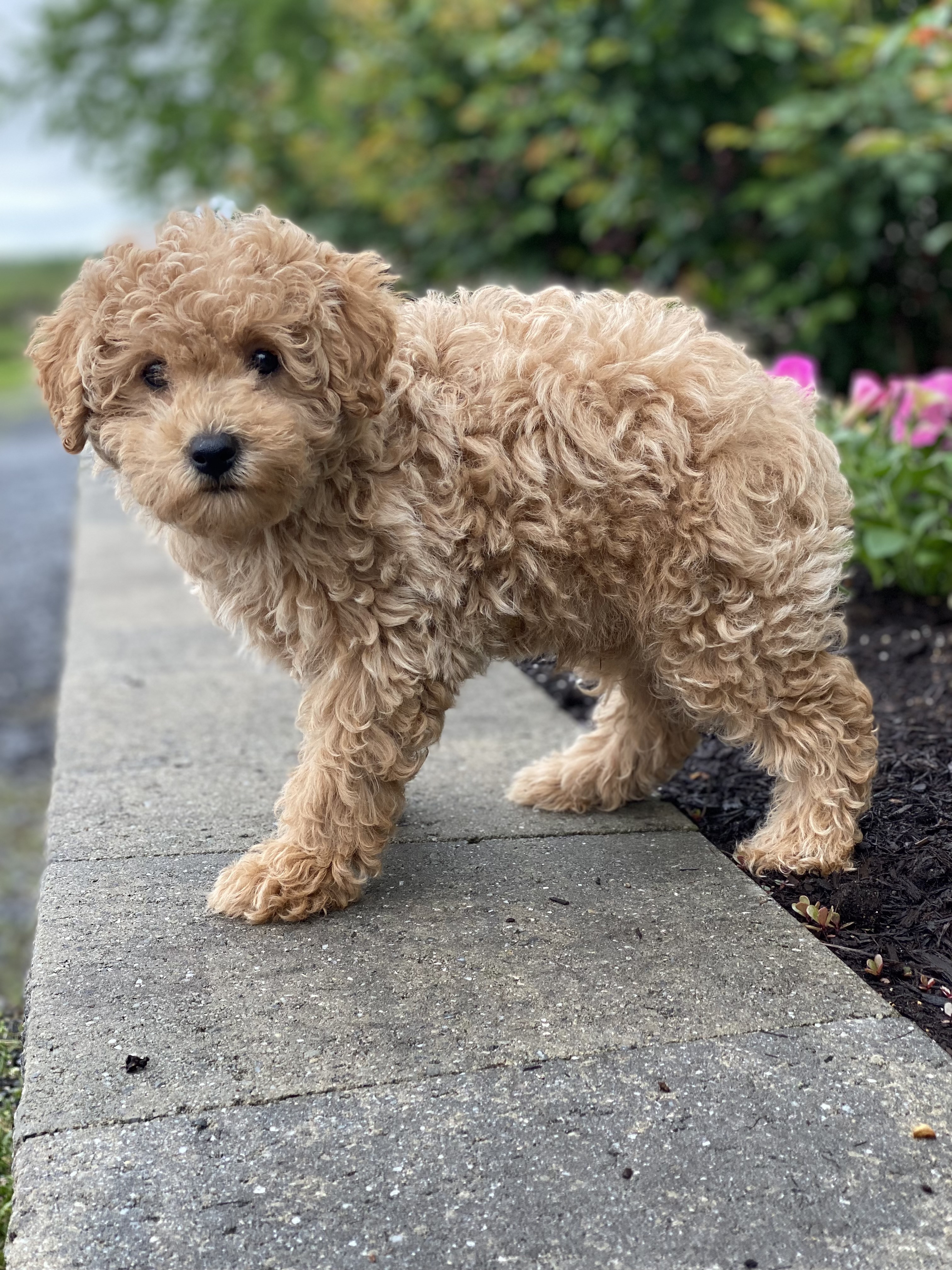 puppy, for, sale, Poodle, Curtis  Martin, dog, breeder, Seneca Falls, NY, dog-breeder, puppy-for-sale, forsale, nearby, find, puppyfind, locator, puppylocator, aca