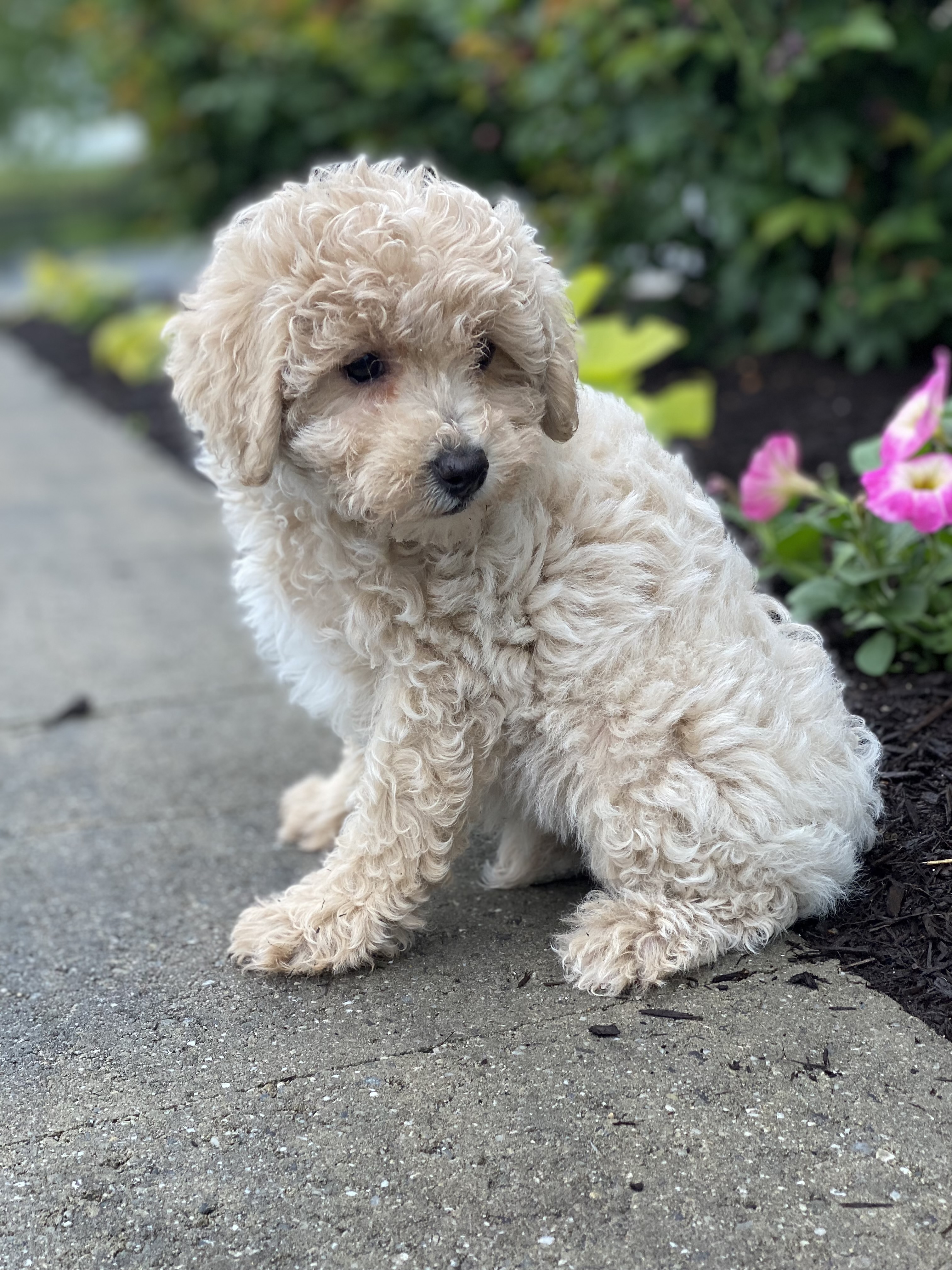 puppy, for, sale, Poodle, Curtis  Martin, dog, breeder, Seneca Falls, NY, dog-breeder, puppy-for-sale, forsale, nearby, find, puppyfind, locator, puppylocator, aca