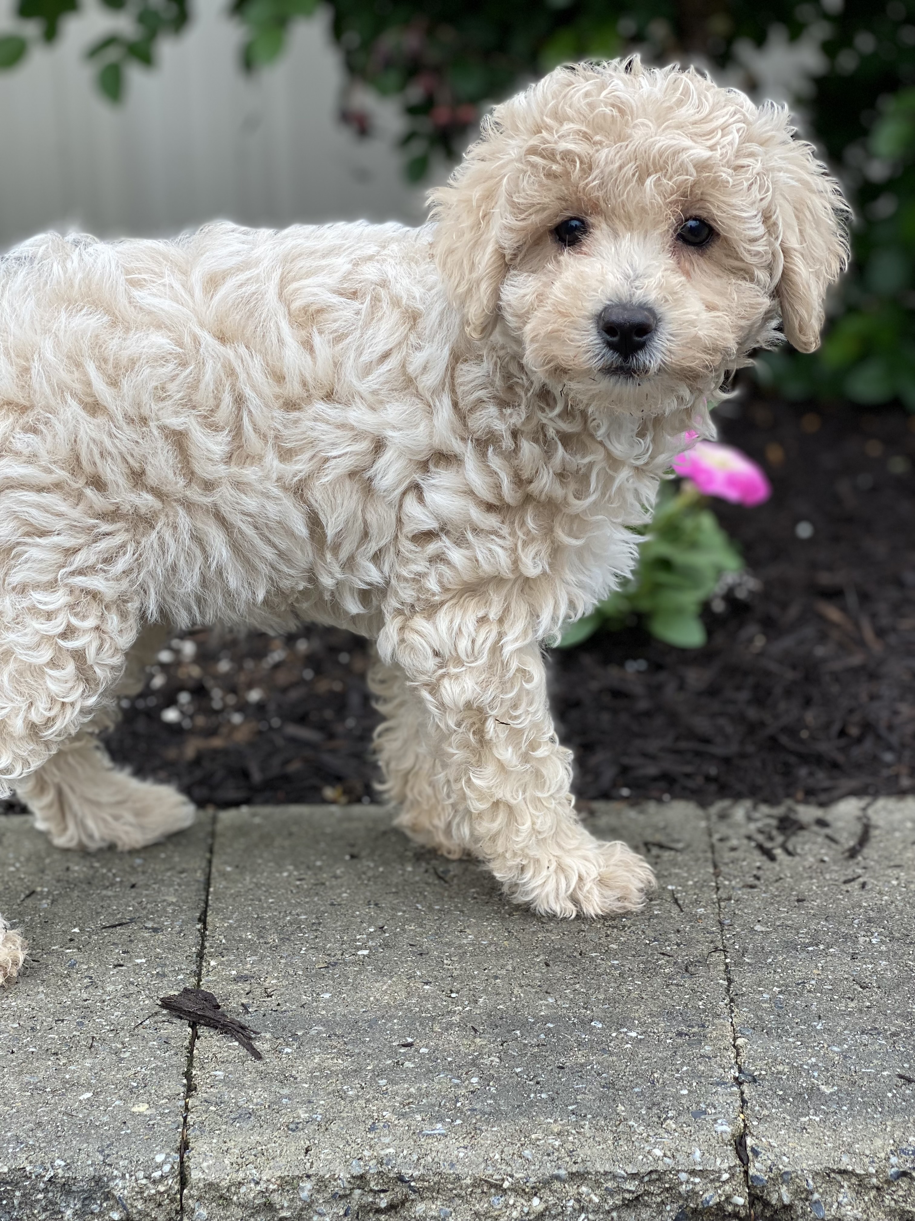 puppy, for, sale, Poodle, Curtis  Martin, dog, breeder, Seneca Falls, NY, dog-breeder, puppy-for-sale, forsale, nearby, find, puppyfind, locator, puppylocator, aca