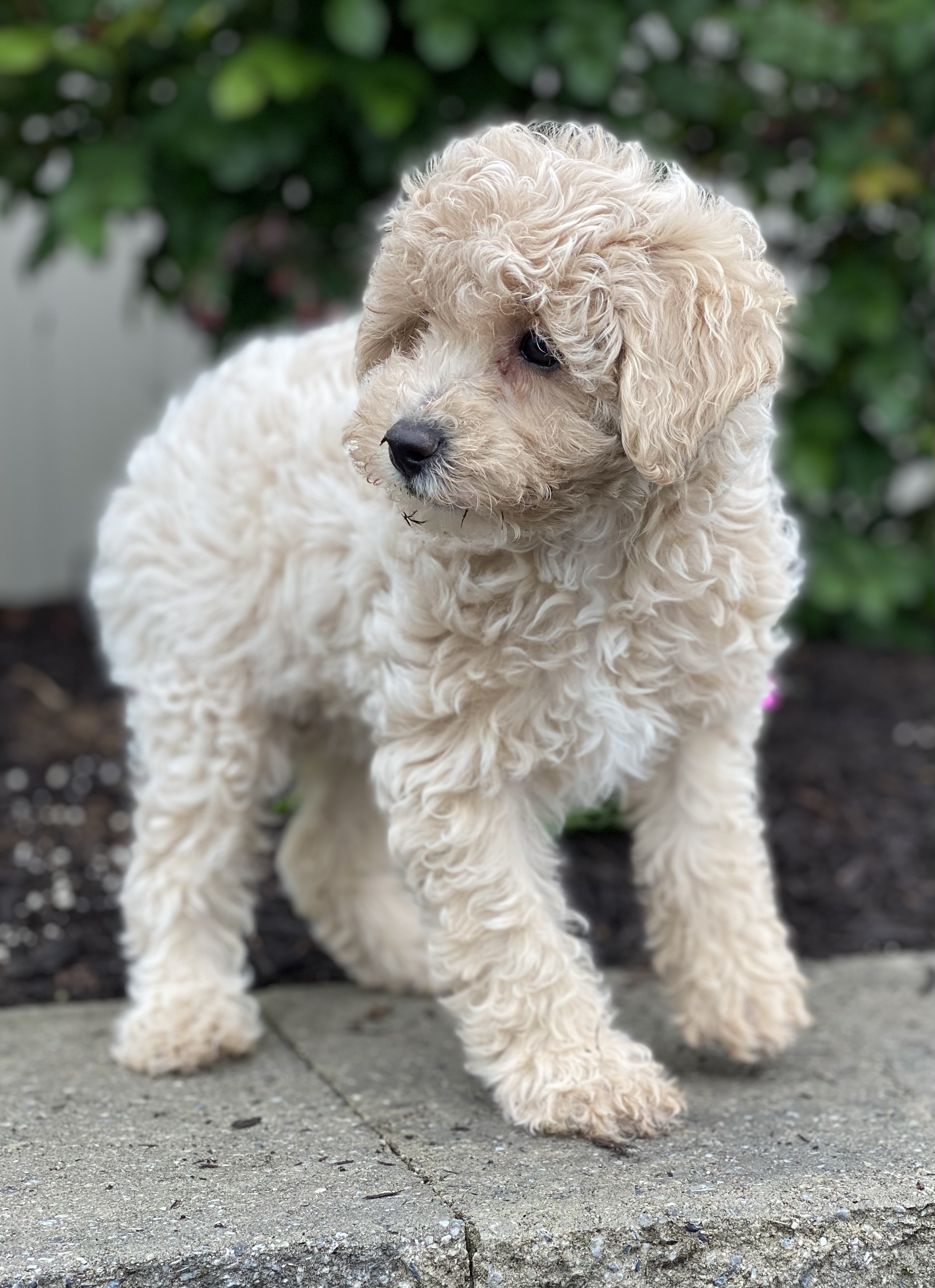 puppy, for, sale, Poodle, Curtis  Martin, dog, breeder, Seneca Falls, NY, dog-breeder, puppy-for-sale, forsale, nearby, find, puppyfind, locator, puppylocator, aca