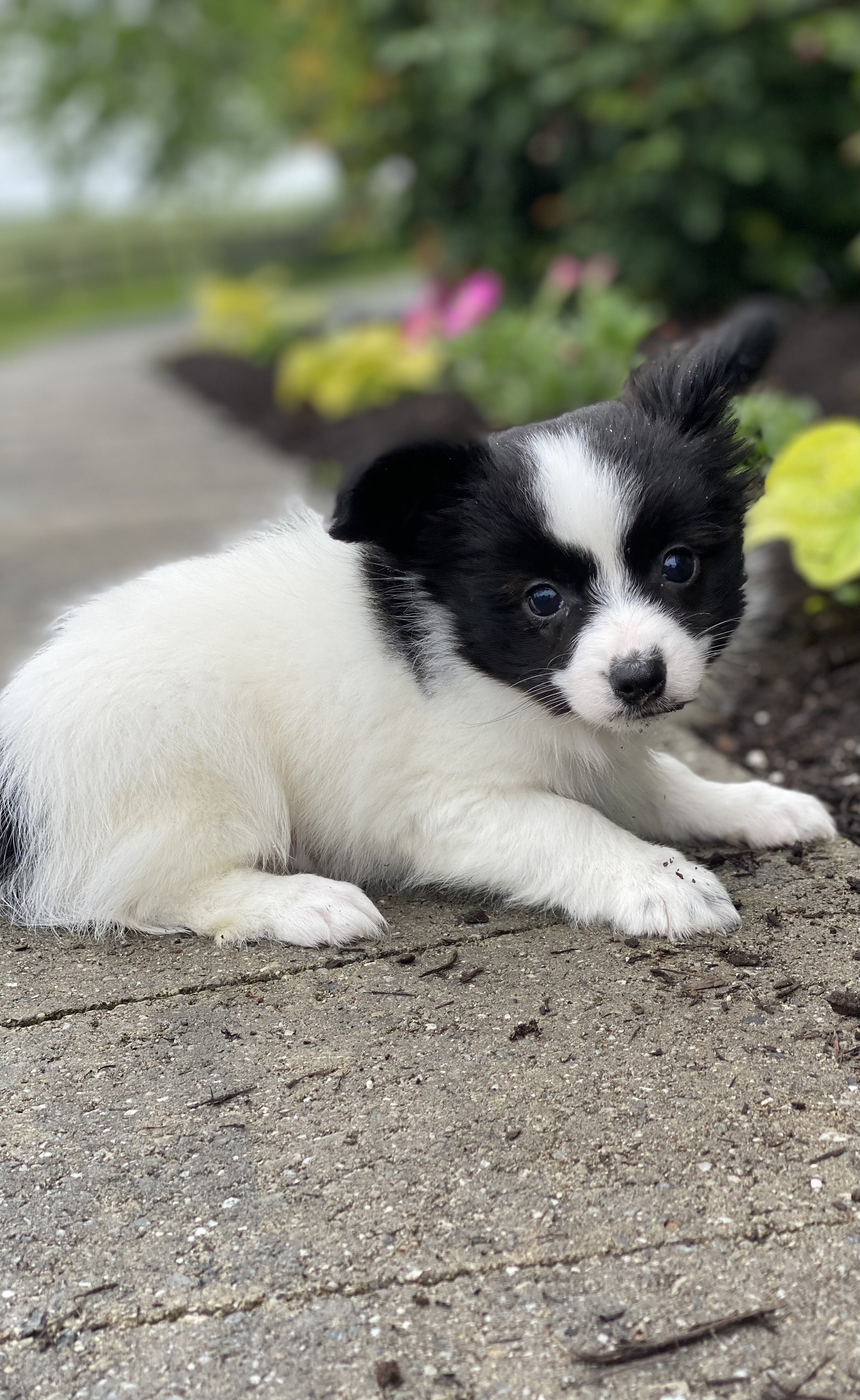 puppy photo