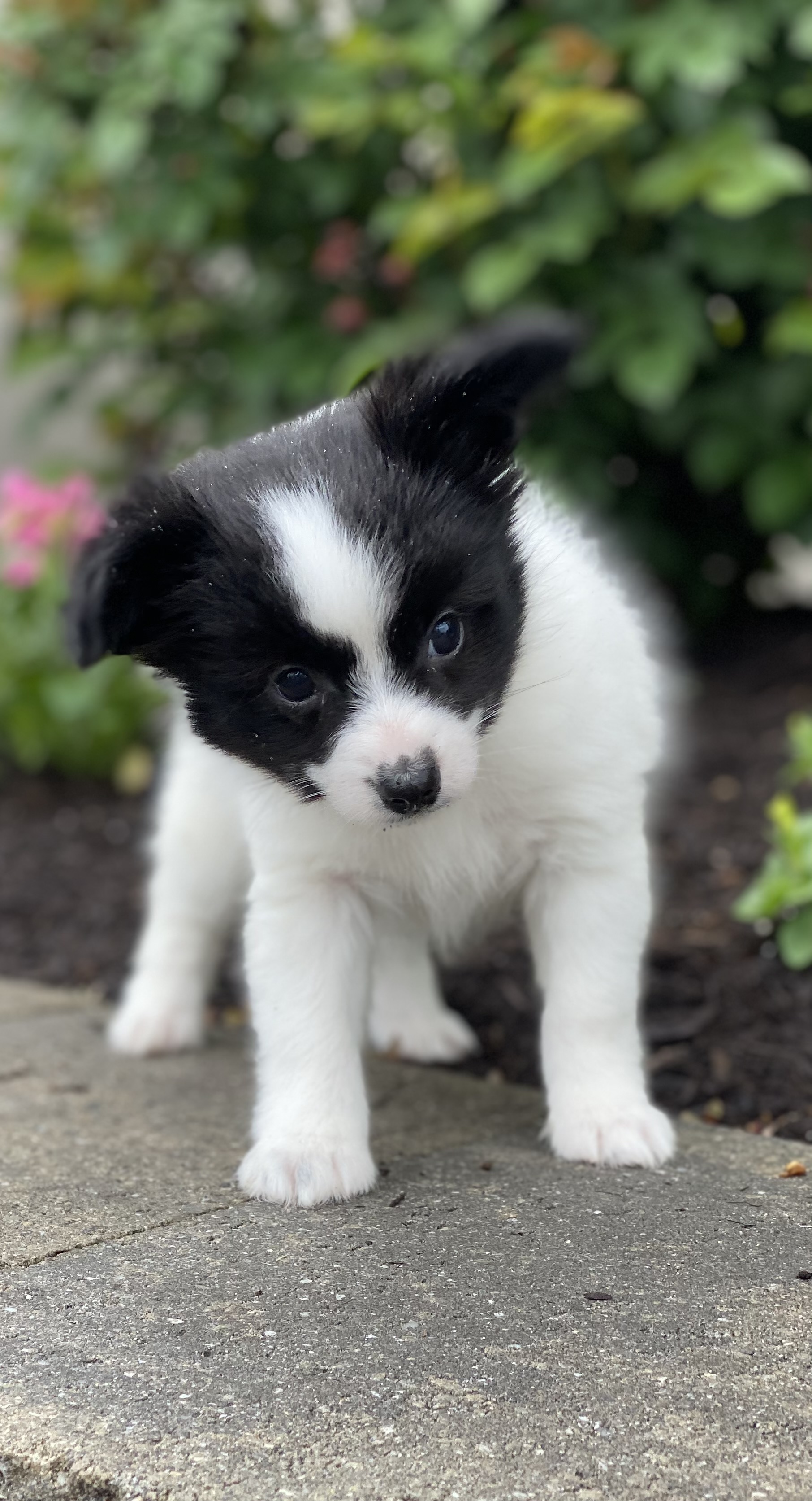 puppy photo