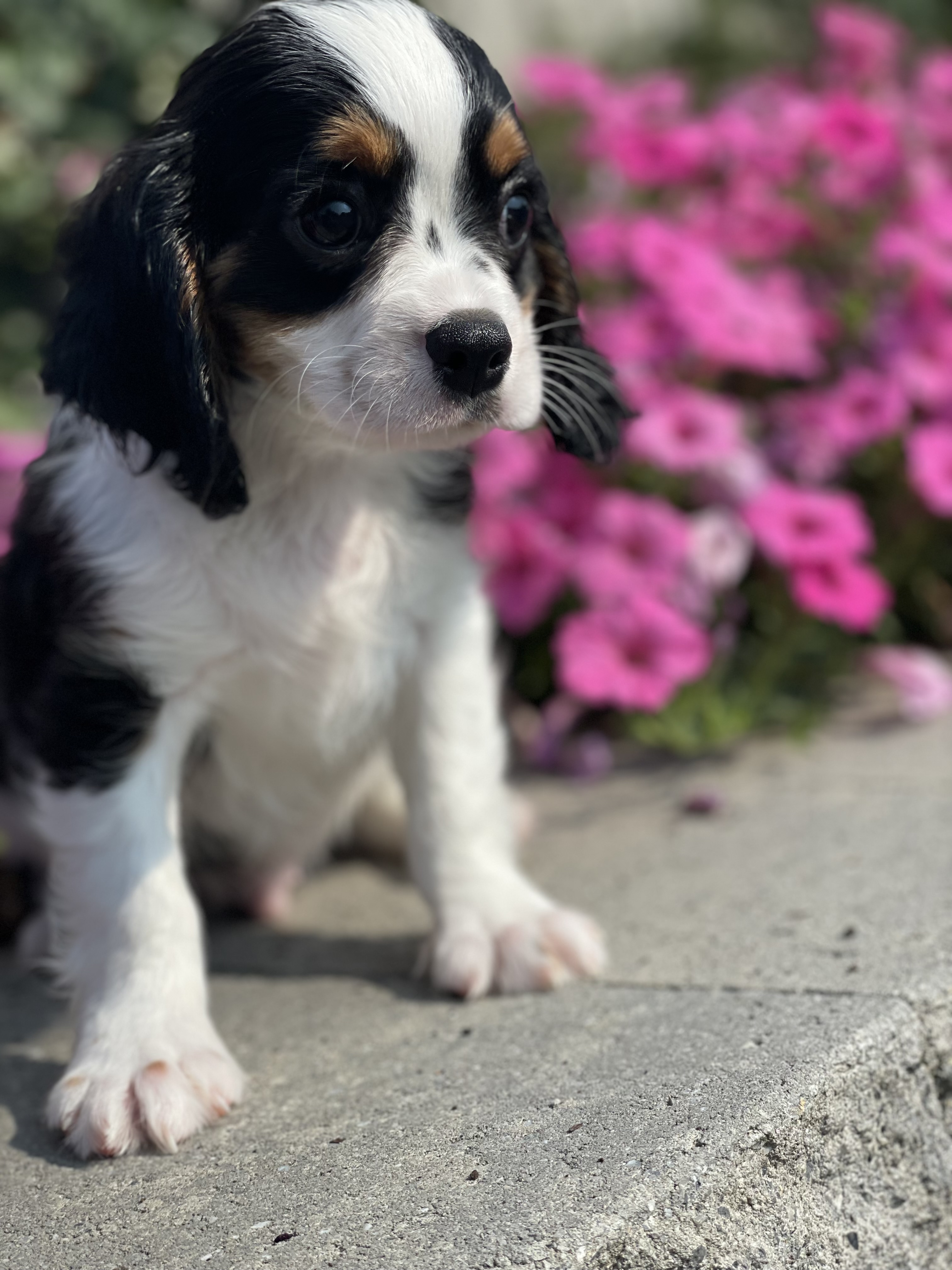 puppy photo