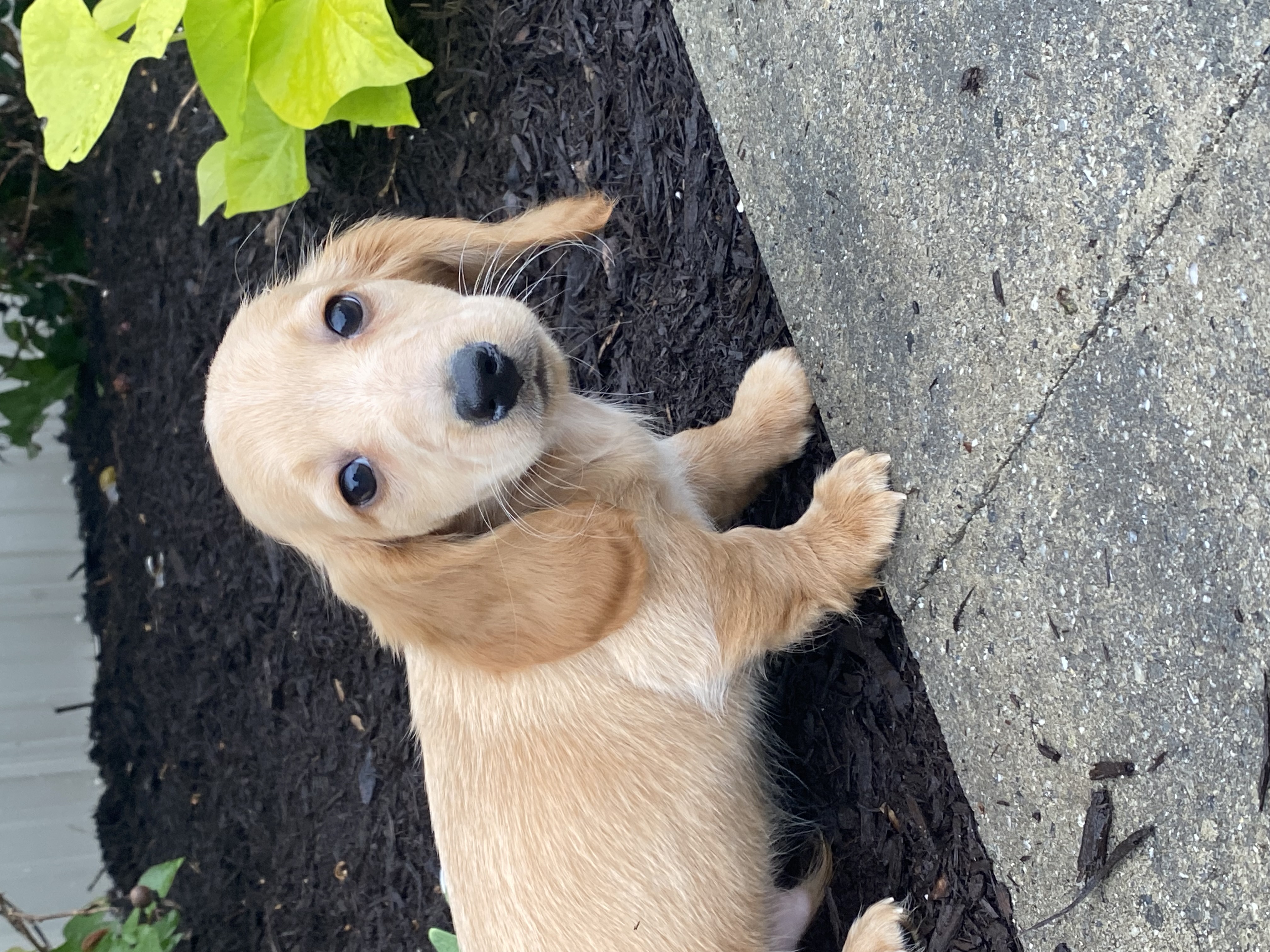 puppy, for, sale, Dachshund, Curtis  Martin, dog, breeder, Seneca Falls, NY, dog-breeder, puppy-for-sale, forsale, nearby, find, puppyfind, locator, puppylocator, aca