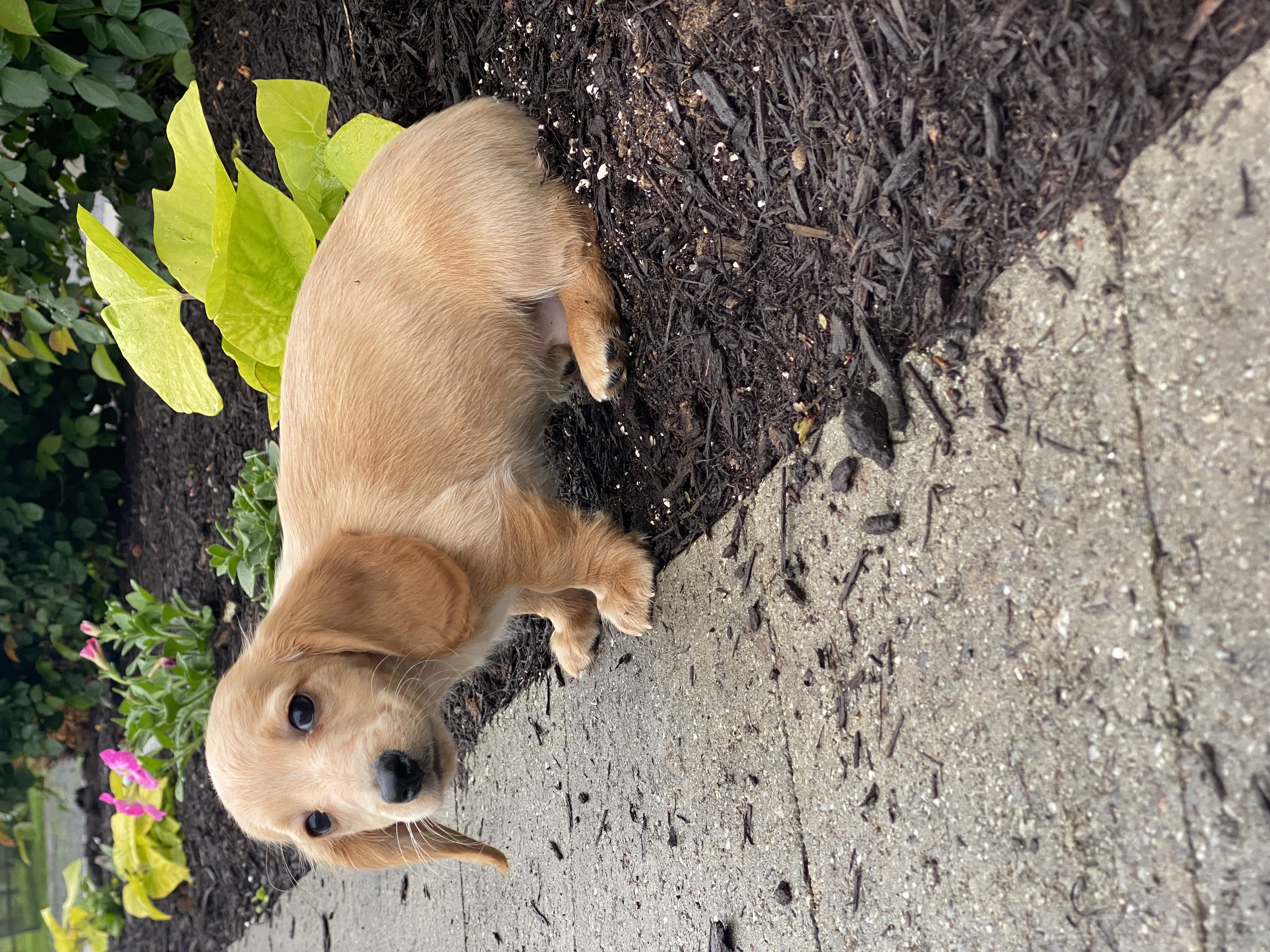 puppy, for, sale, Dachshund, Curtis  Martin, dog, breeder, Seneca Falls, NY, dog-breeder, puppy-for-sale, forsale, nearby, find, puppyfind, locator, puppylocator, aca