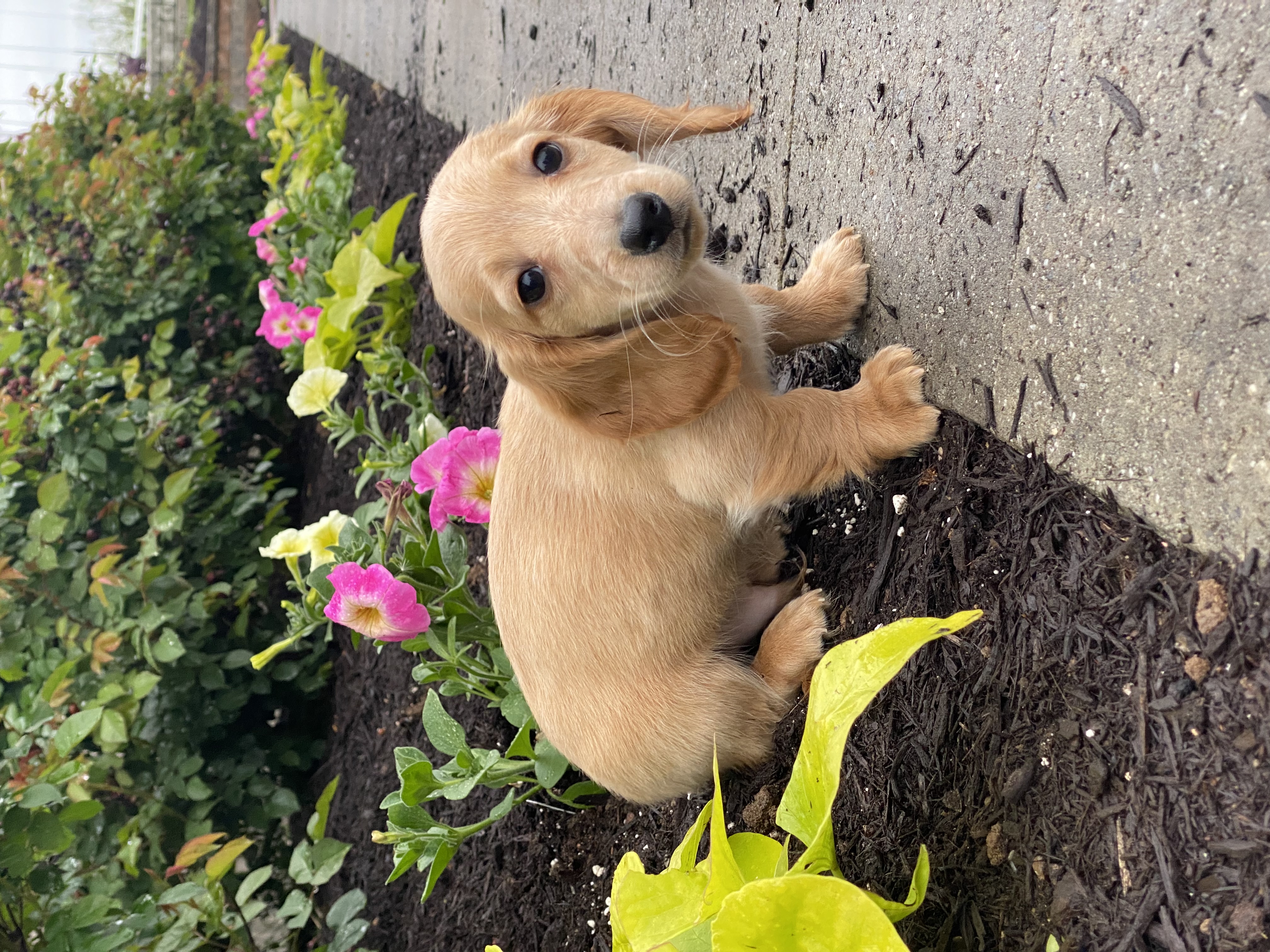 puppy, for, sale, Dachshund, Curtis  Martin, dog, breeder, Seneca Falls, NY, dog-breeder, puppy-for-sale, forsale, nearby, find, puppyfind, locator, puppylocator, aca
