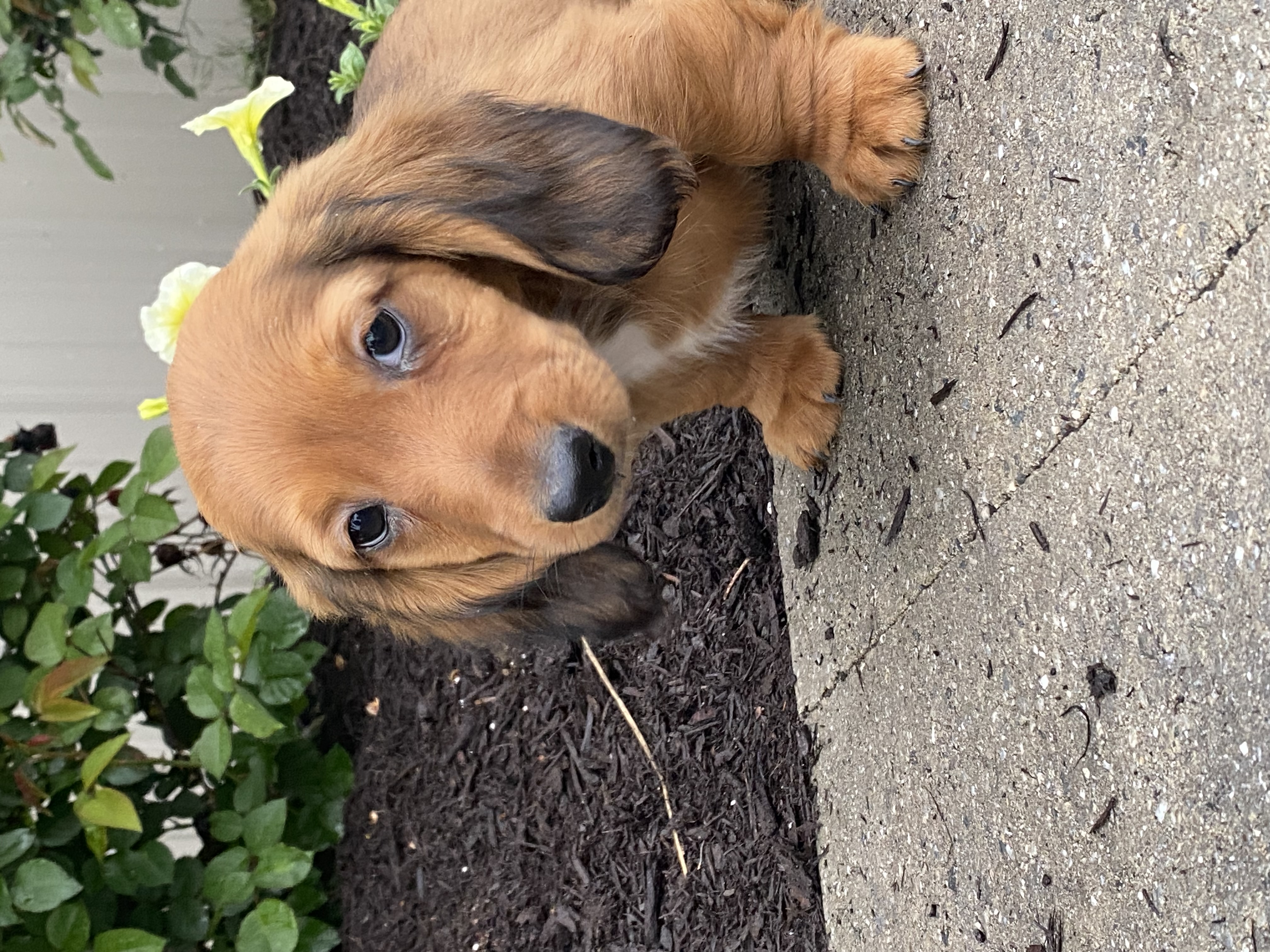 puppy, for, sale, Dachshund, Curtis  Martin, dog, breeder, Seneca Falls, NY, dog-breeder, puppy-for-sale, forsale, nearby, find, puppyfind, locator, puppylocator, aca