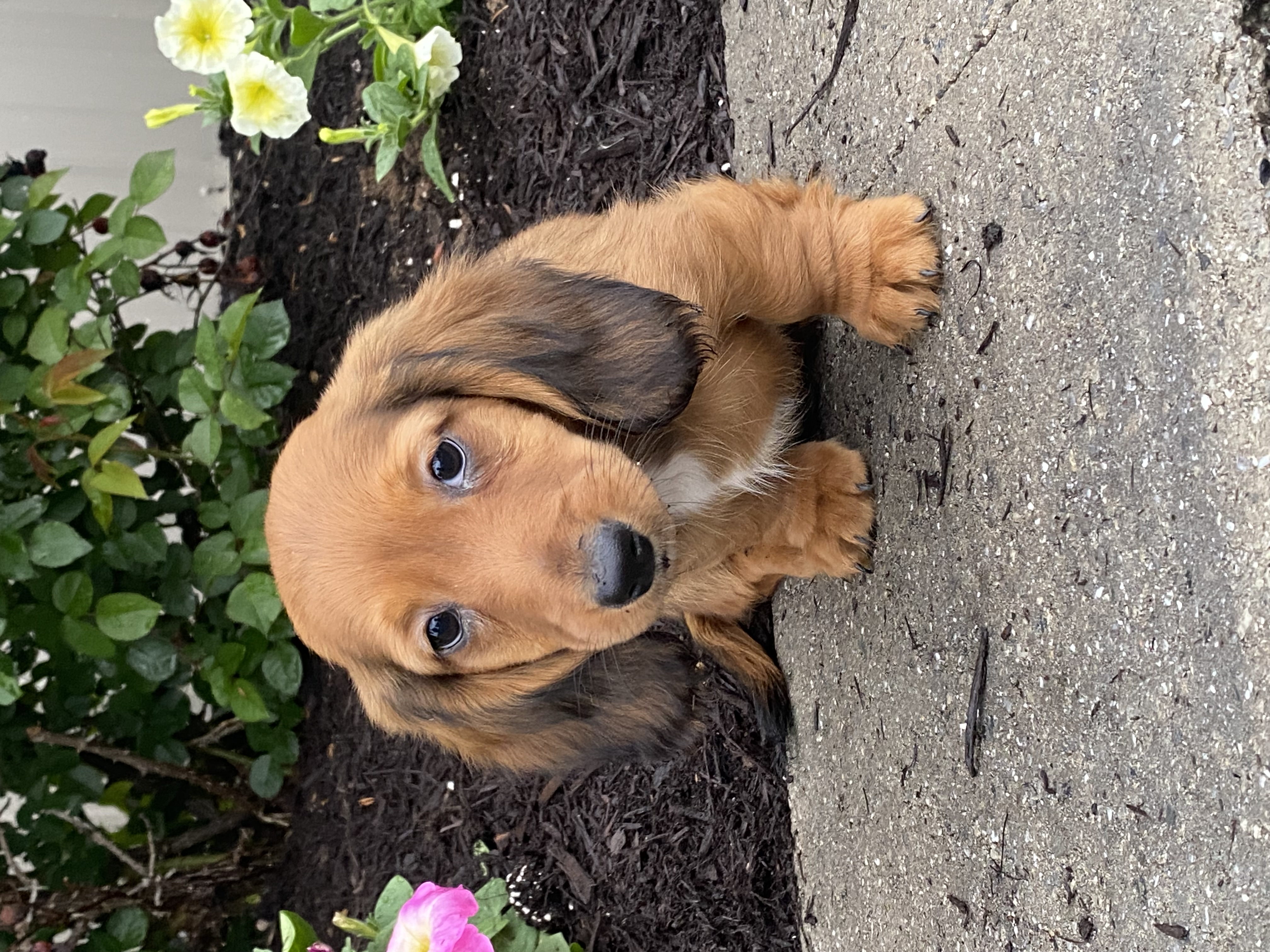 puppy, for, sale, Dachshund, Curtis  Martin, dog, breeder, Seneca Falls, NY, dog-breeder, puppy-for-sale, forsale, nearby, find, puppyfind, locator, puppylocator, aca