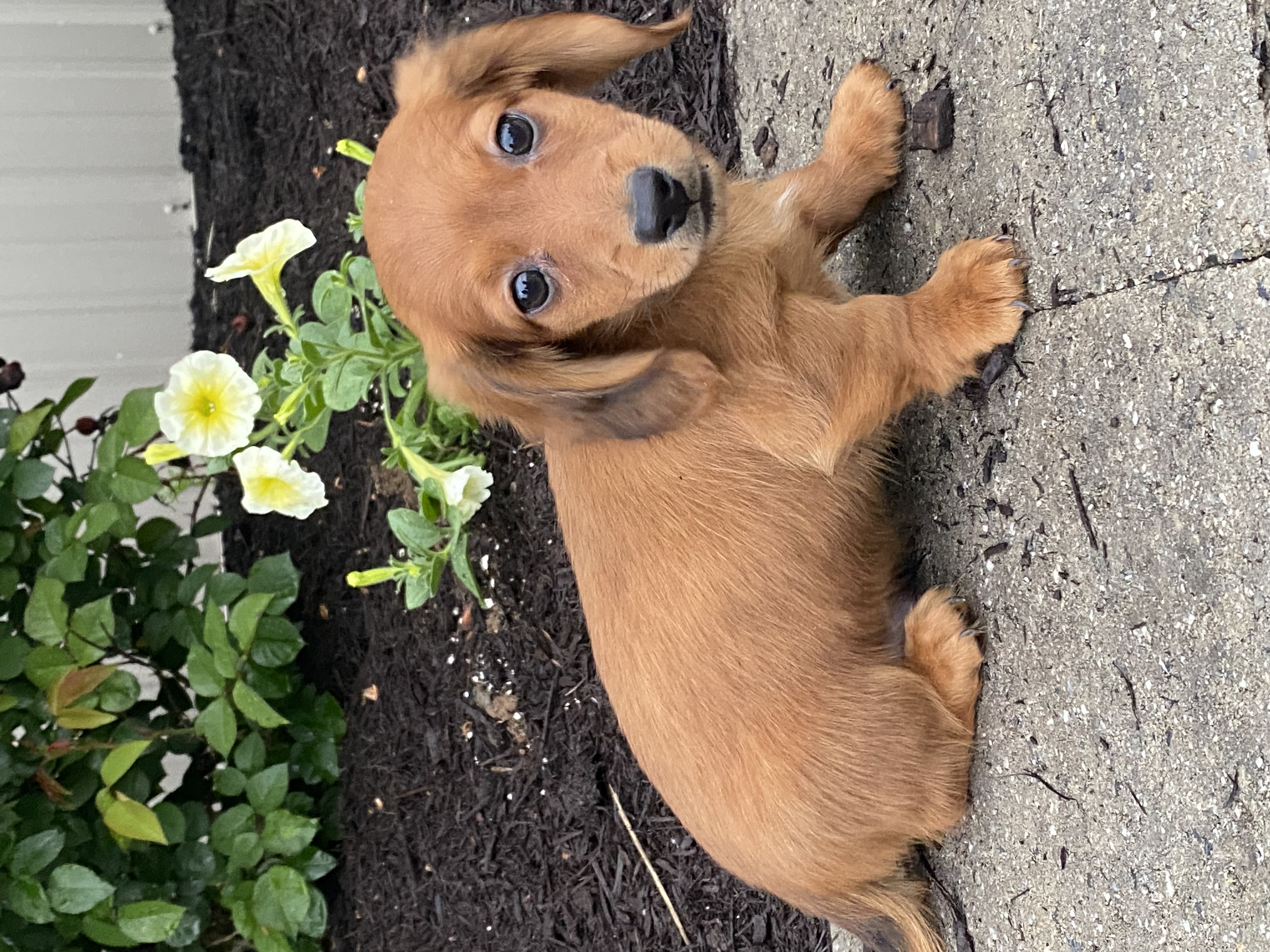 puppy, for, sale, Dachshund, Curtis  Martin, dog, breeder, Seneca Falls, NY, dog-breeder, puppy-for-sale, forsale, nearby, find, puppyfind, locator, puppylocator, aca