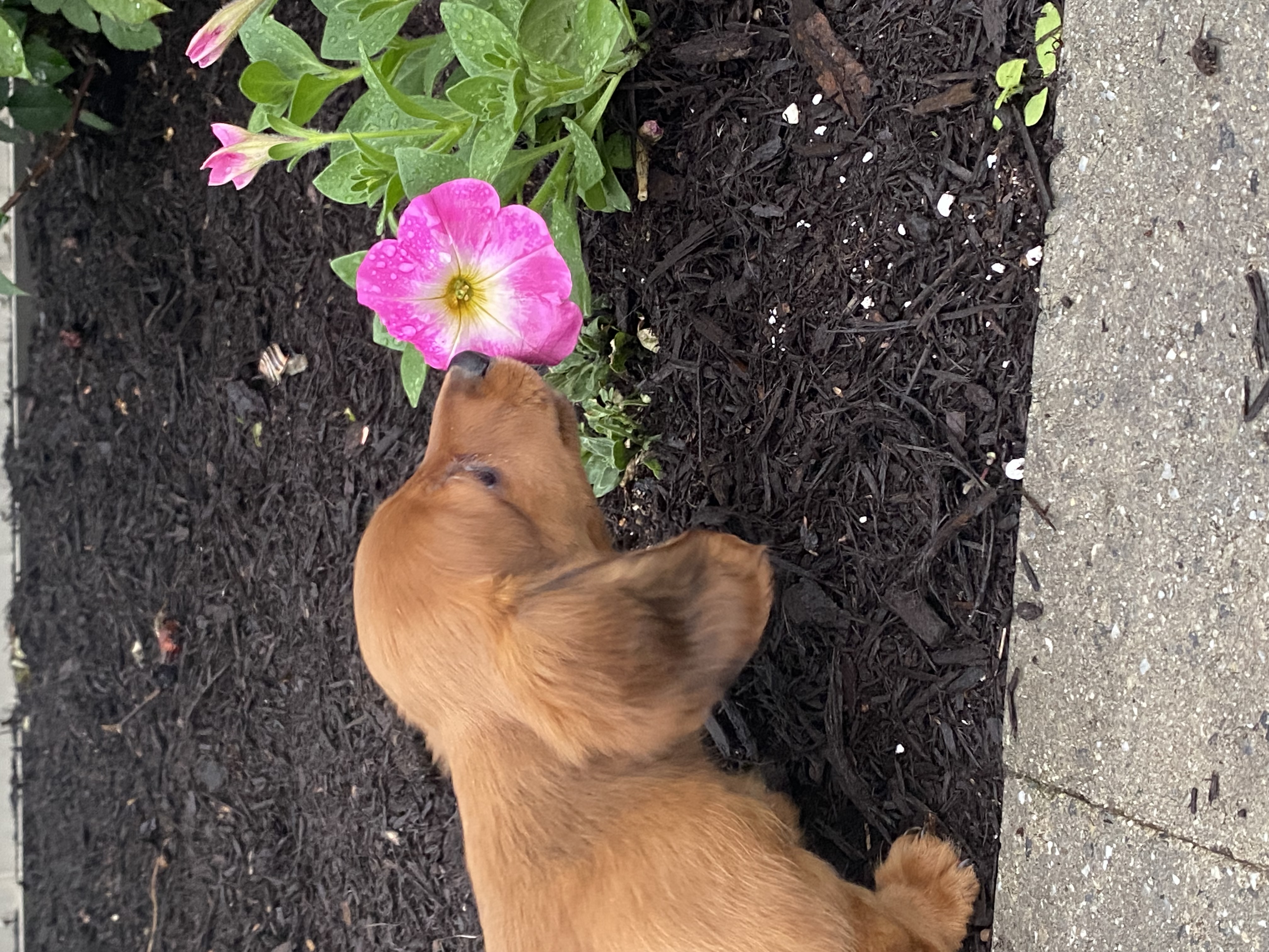 puppy, for, sale, Dachshund, Curtis  Martin, dog, breeder, Seneca Falls, NY, dog-breeder, puppy-for-sale, forsale, nearby, find, puppyfind, locator, puppylocator, aca