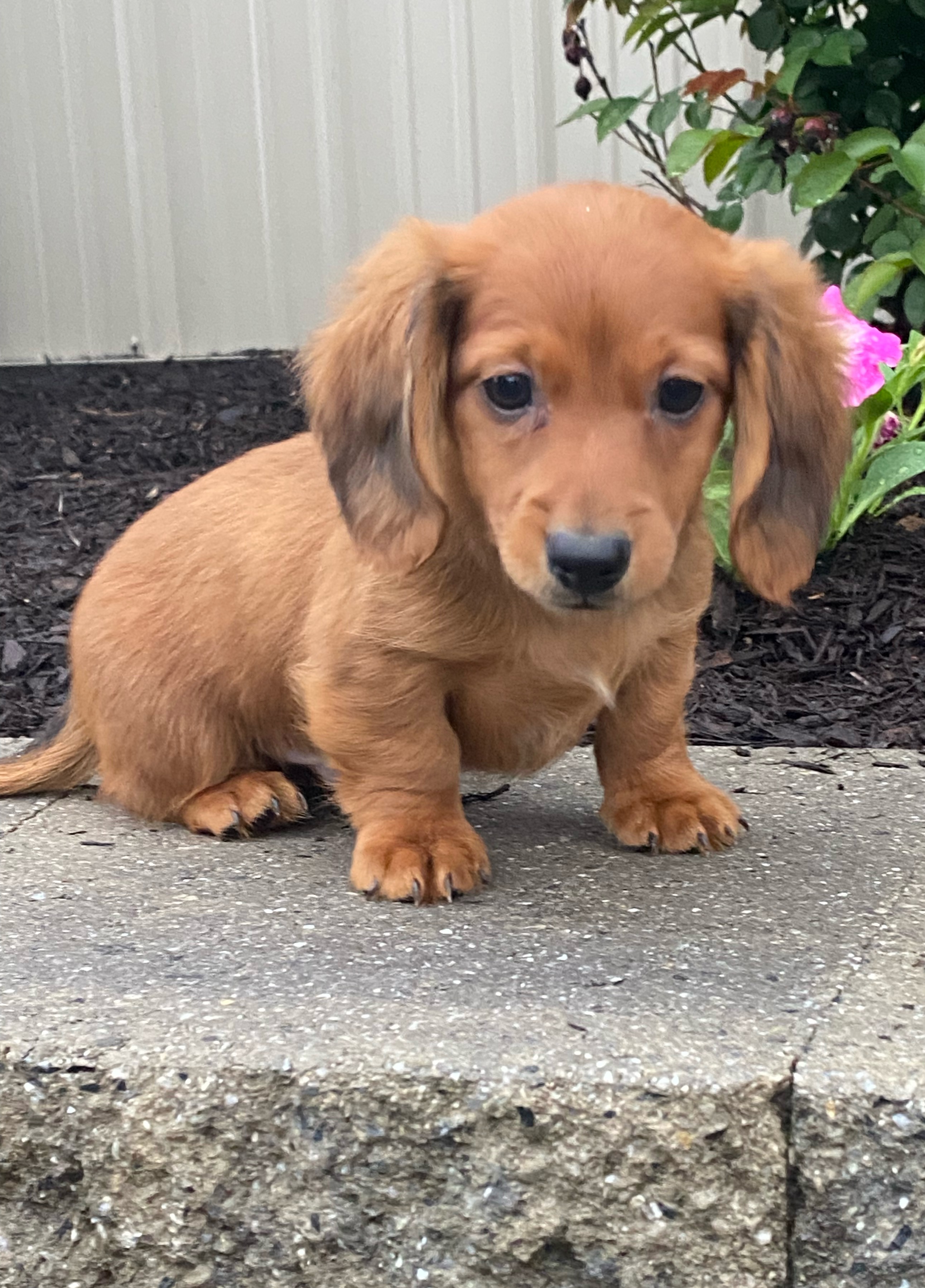 puppy, for, sale, Dachshund, Curtis  Martin, dog, breeder, Seneca Falls, NY, dog-breeder, puppy-for-sale, forsale, nearby, find, puppyfind, locator, puppylocator, aca