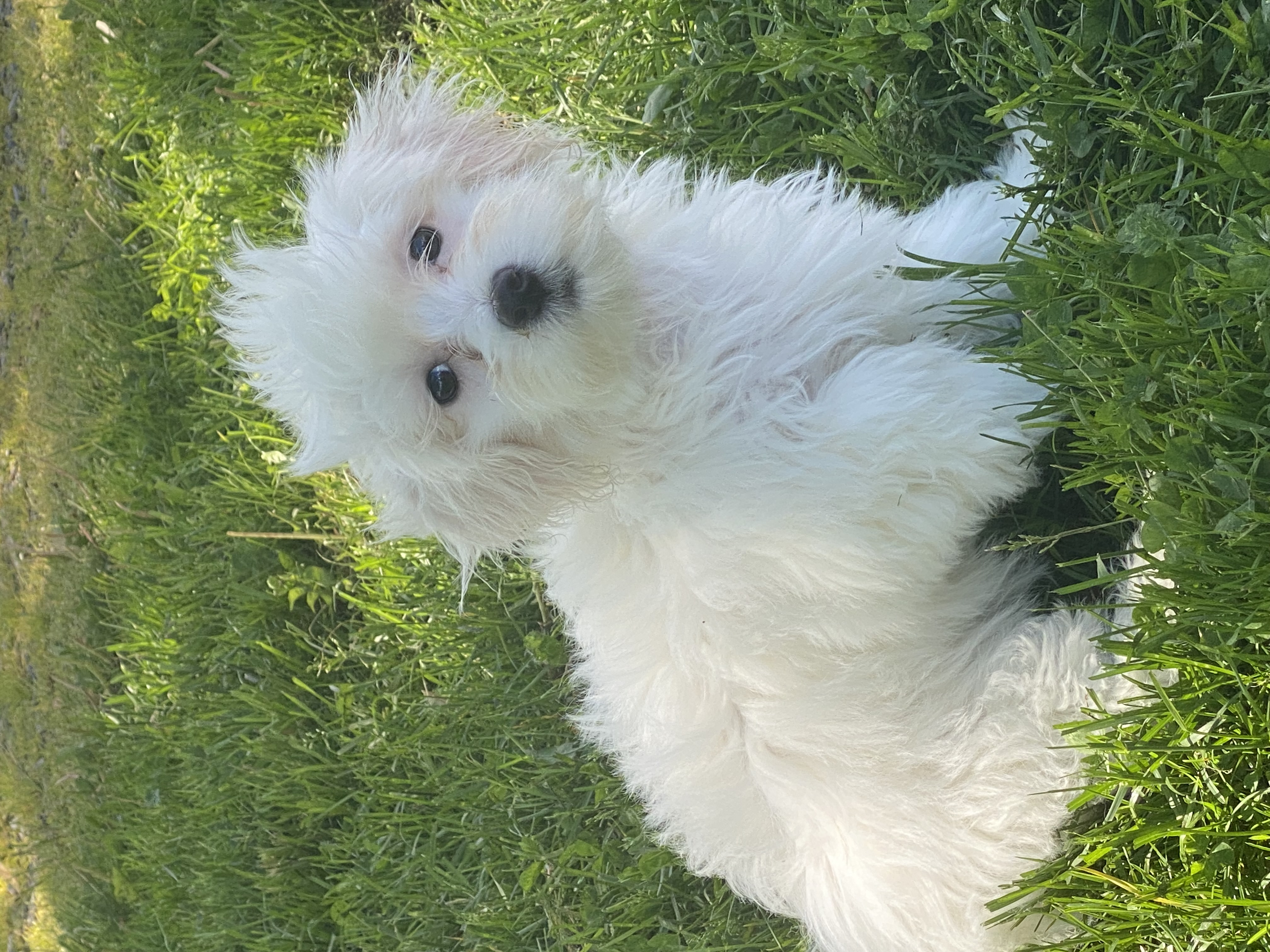 puppy, for, sale, Havanese/Coton de Tulear, Curtis  Martin, dog, breeder, Seneca Falls, NY, dog-breeder, puppy-for-sale, forsale, nearby, find, puppyfind, locator, puppylocator, aca